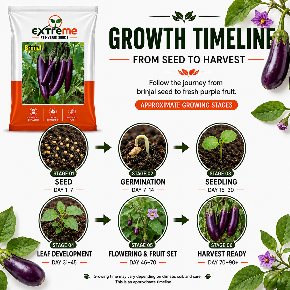 Extreme F1 Hybrid Long Purple Brinjal Seeds 1 GM | Long Purple Brinjal Vegetable Seeds | Eggplant Seeds for Home Garden, Kitchen Garden, Terrace Garden, Pots, Grow Bags & Outdoor Farming