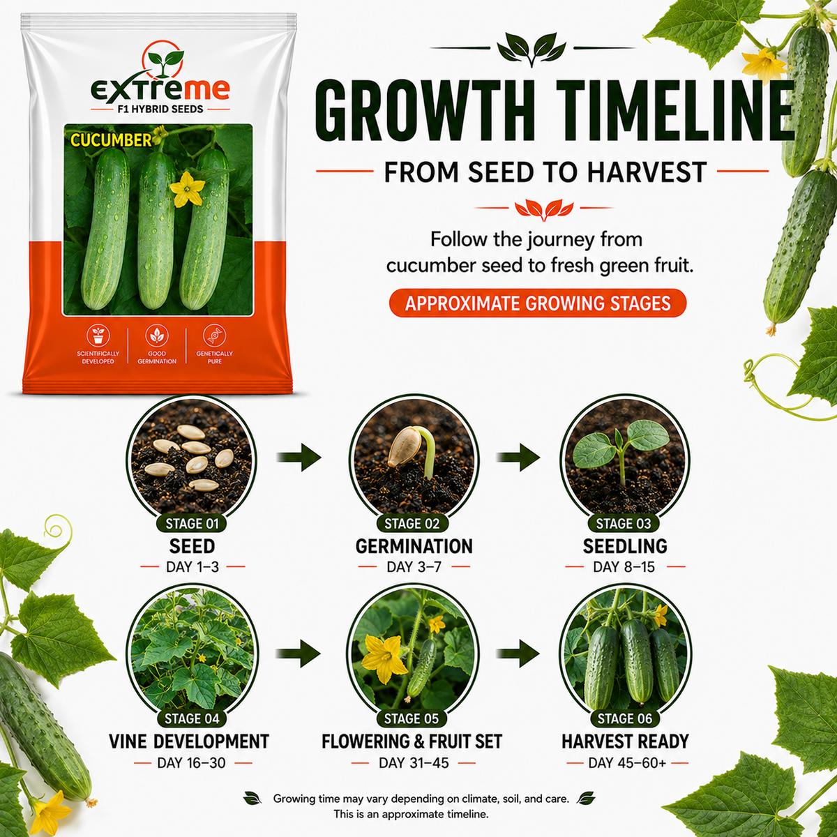 Extreme F1 Hybrid Cucumber Seeds 2 GM | Premium Kheera Seeds | Cucumber Vegetable Seeds for Home Garden, Kitchen Garden, Terrace Garden, Pots, Grow Bags & Outdoor Farming