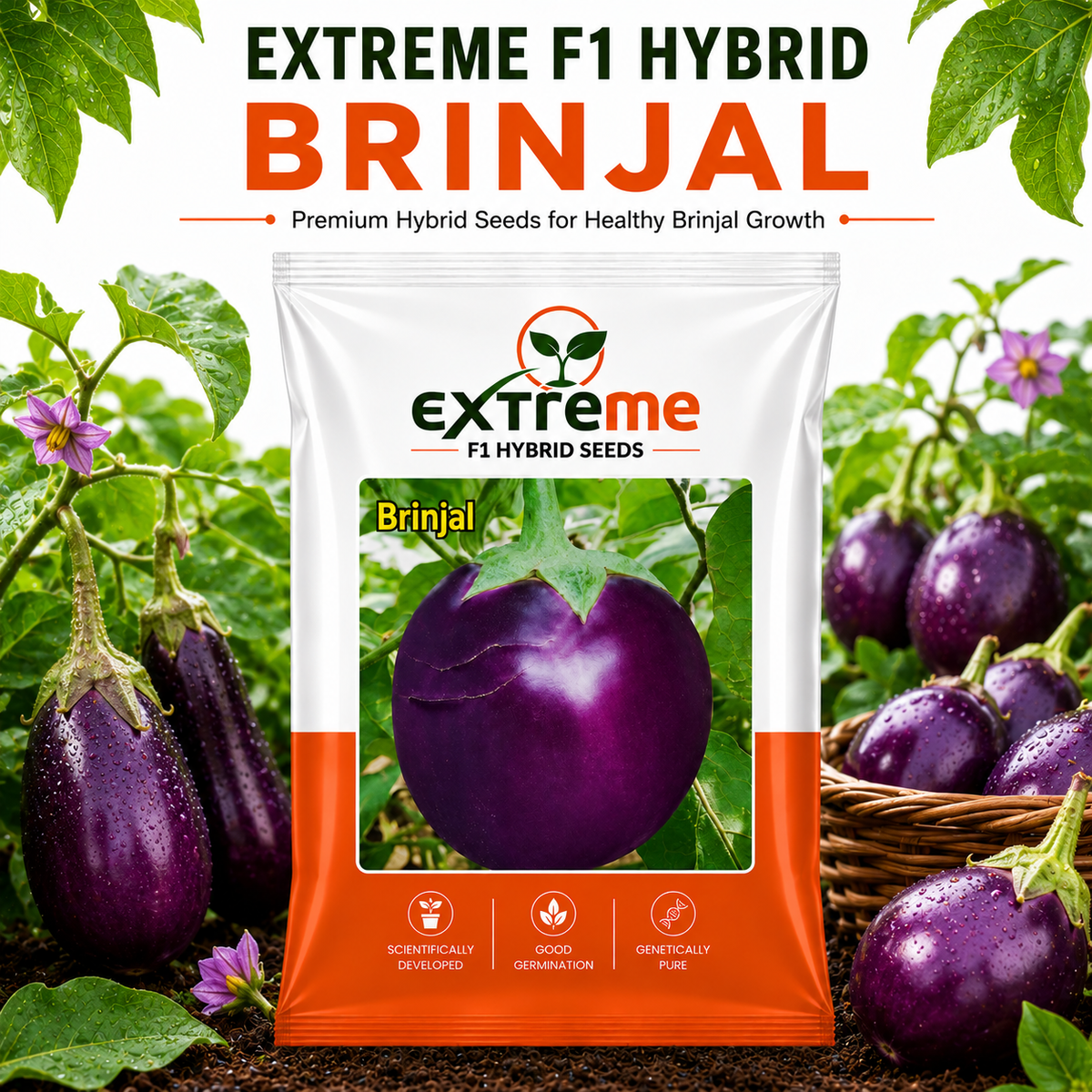 Extreme F1 Hybrid Brinjal Seeds 5 GM | Eggplant/Baingan Vegetable Seeds for Home Garden, Terrace Garden & Outdoor Farming | High Germination Vegetable Seeds