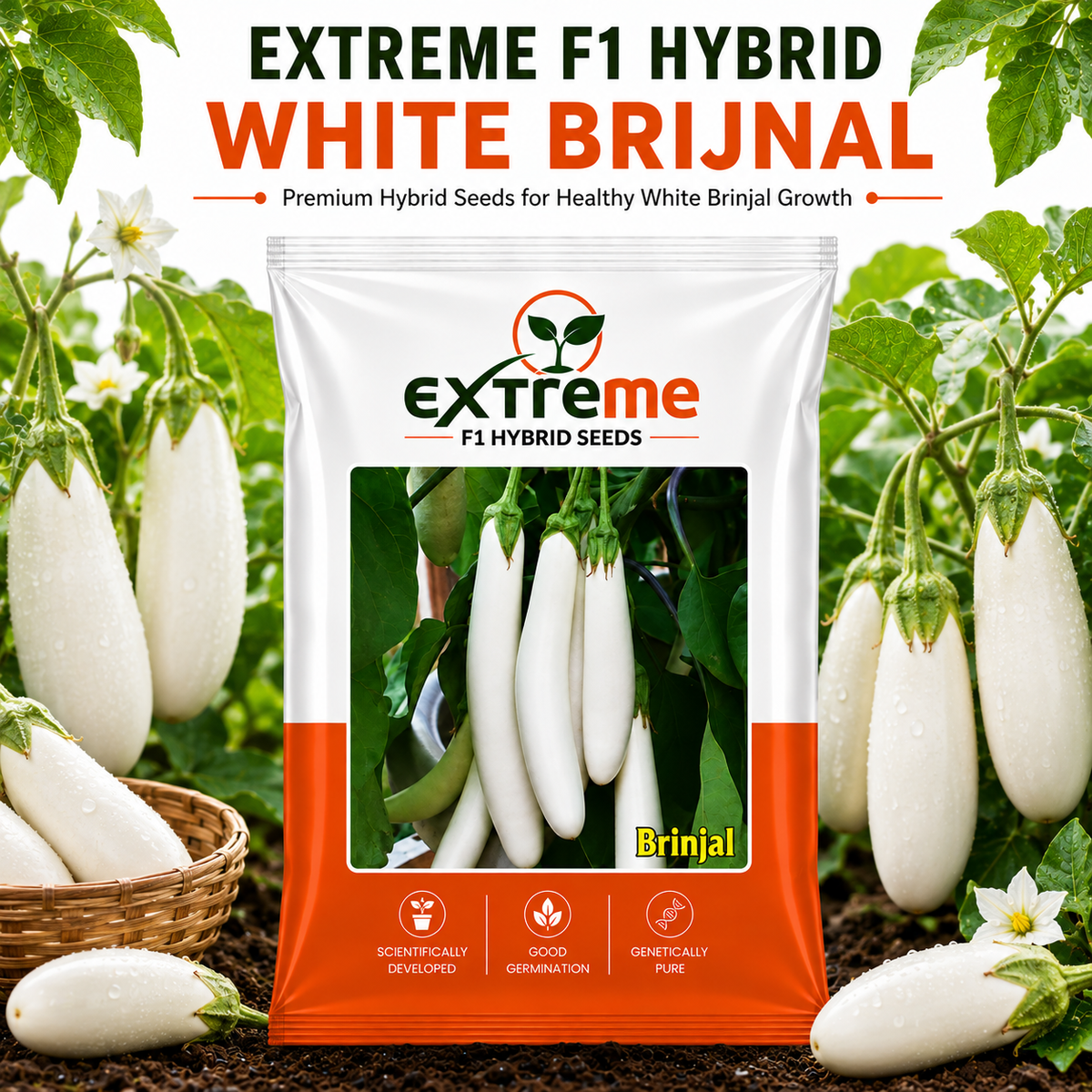 EXTREME F1 Hybrid White Brinjal Seeds for Home Garden & Outdoor Farming | White Eggplant Seeds for Kitchen Garden, Terrace Garden & Vegetable Growing | 1 GM