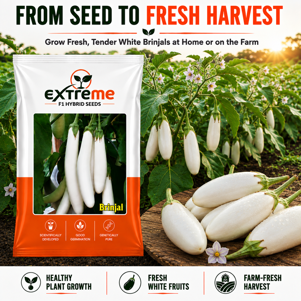 EXTREME F1 Hybrid White Brinjal Seeds for Home Garden & Outdoor Farming | White Eggplant Seeds for Kitchen Garden, Terrace Garden & Vegetable Growing | 1 GM