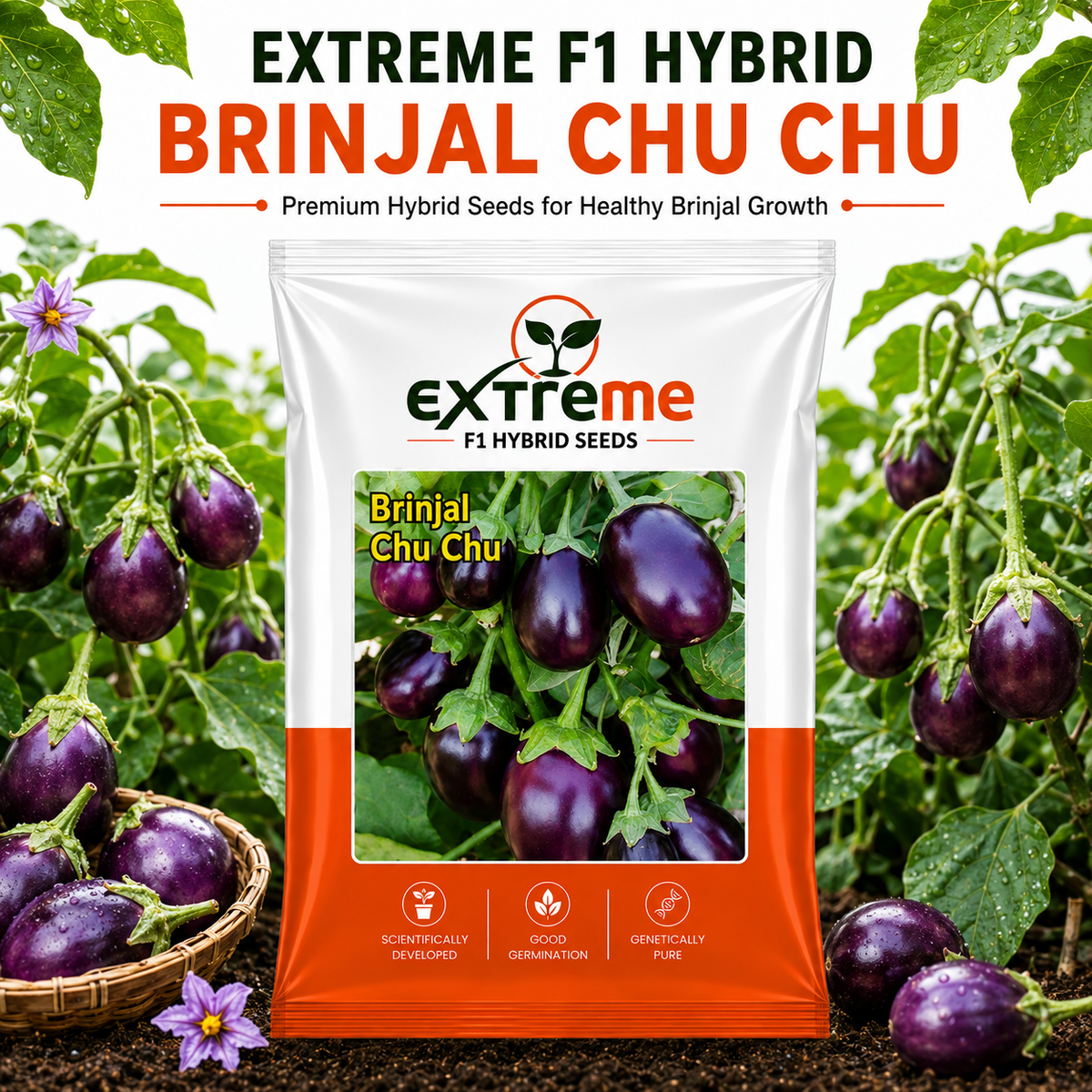 Extreme F1 Hybrid Brinjal Chu Chu Seeds 1 GM | Baingan/Eggplant Vegetable Seeds for Planting | Seeds for Home Garden, Kitchen Garden, Terrace Garden & Outdoor Farming