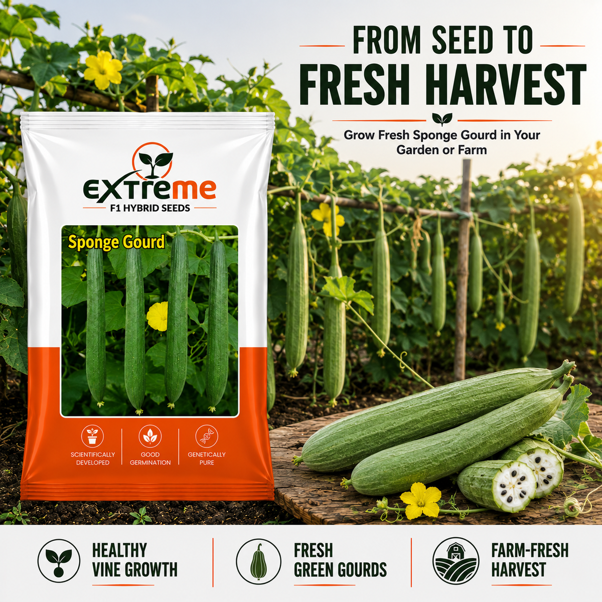 Extreme F1 Hybrid Black Sponge Gourd Seeds 5 GM | Turai/Tori/Gilki Vegetable Seeds for Planting | Seeds for Home Garden, Kitchen Garden, Terrace Garden & Outdoor Farming