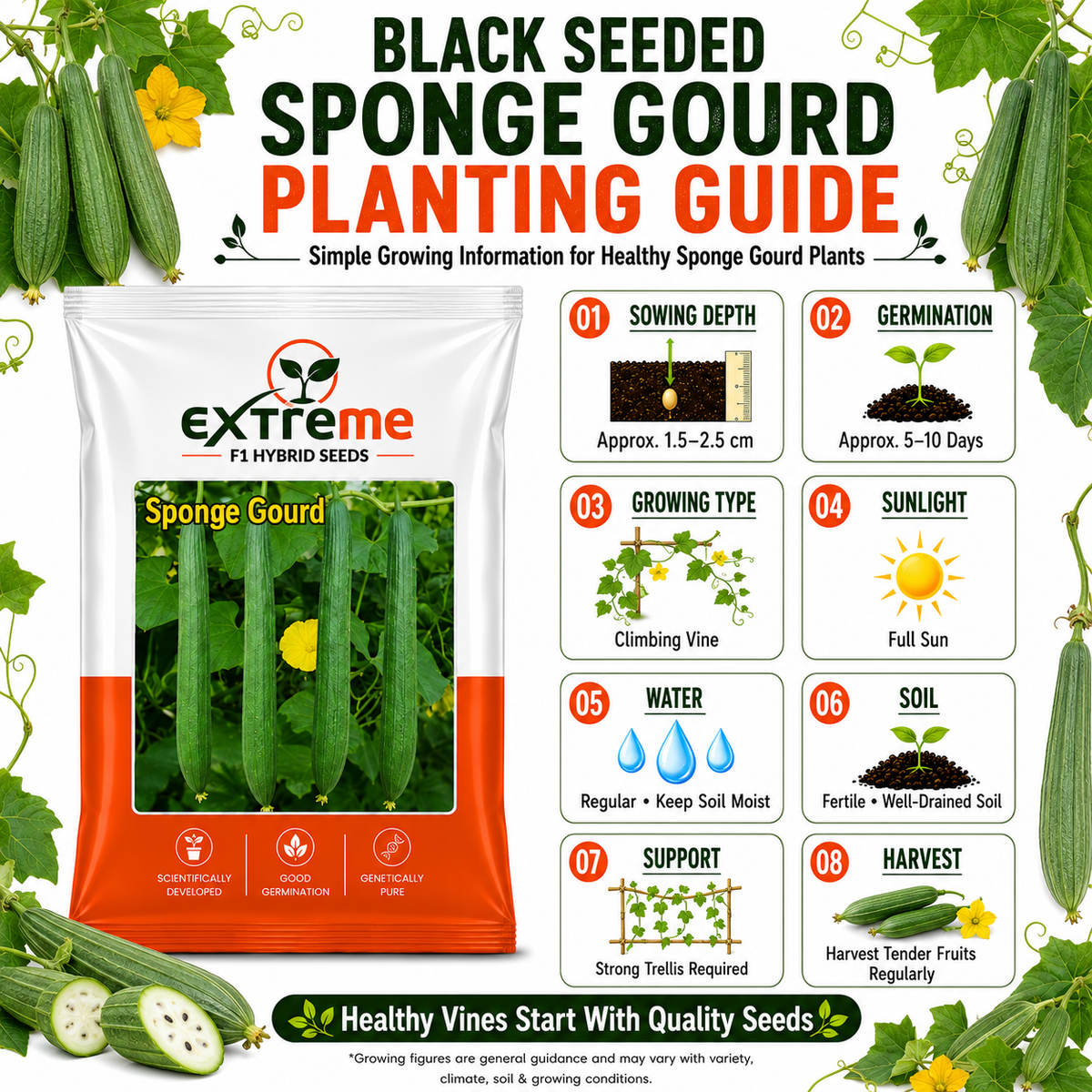 Extreme F1 Hybrid Black Sponge Gourd Seeds 5 GM | Turai/Tori/Gilki Vegetable Seeds for Planting | Seeds for Home Garden, Kitchen Garden, Terrace Garden & Outdoor Farming