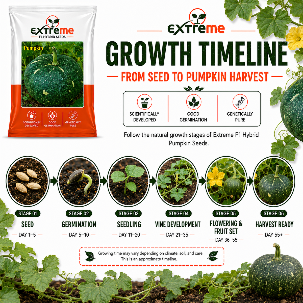 Extreme F1 Hybrid Pumpkin Seeds 5 GM | Premium Kaddu Seeds | Pumpkin Vegetable Seeds for Home Garden, Kitchen Garden, Terrace Garden, Pots, Grow Bags & Outdoor Farming