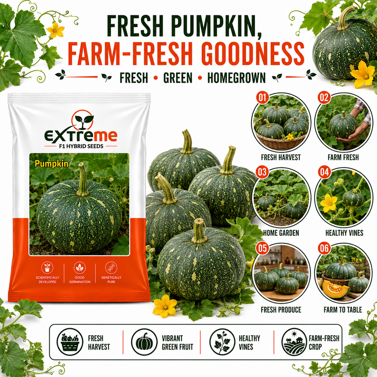Extreme F1 Hybrid Pumpkin Seeds 5 GM | Premium Kaddu Seeds | Pumpkin Vegetable Seeds for Home Garden, Kitchen Garden, Terrace Garden, Pots, Grow Bags & Outdoor Farming