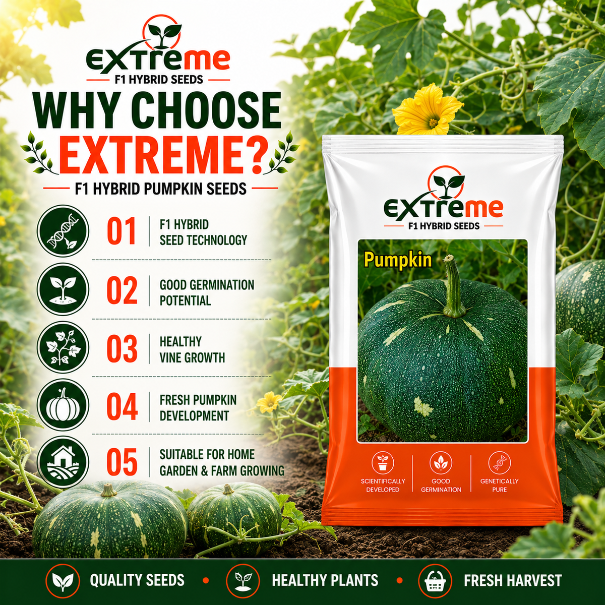 Extreme F1 Hybrid Pumpkin Seeds 5 GM | Premium Kaddu Seeds | Pumpkin Vegetable Seeds for Home Garden, Kitchen Garden, Terrace Garden, Pots, Grow Bags & Outdoor Farming