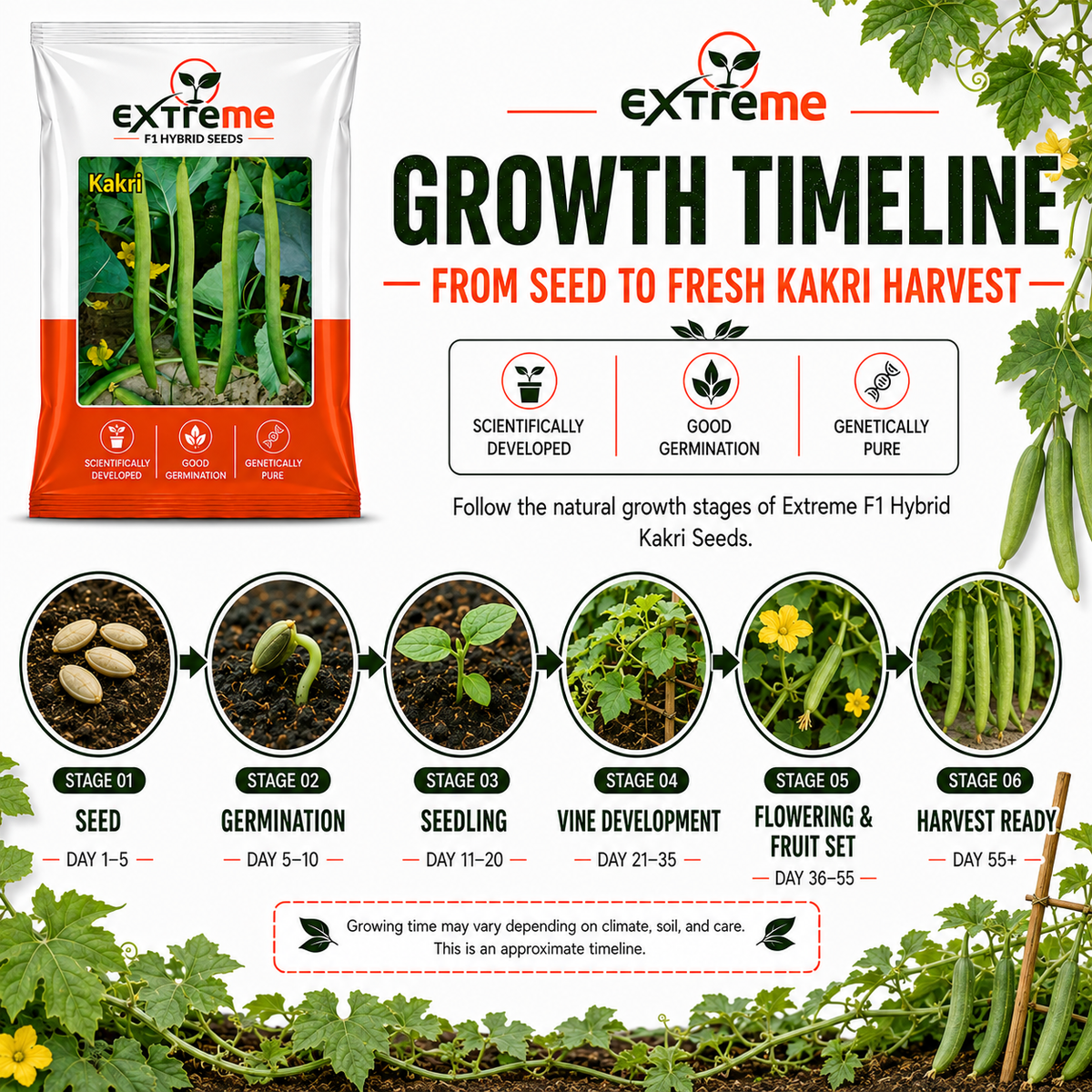 EXTREME F1 Hybrid Tar Kakri Seeds for Home Garden, Kitchen Garden, Terrace Garden & Outdoor Growing | Premium Vegetable Seeds for Fresh Tar Kakri Cultivation | 25 GM Pack