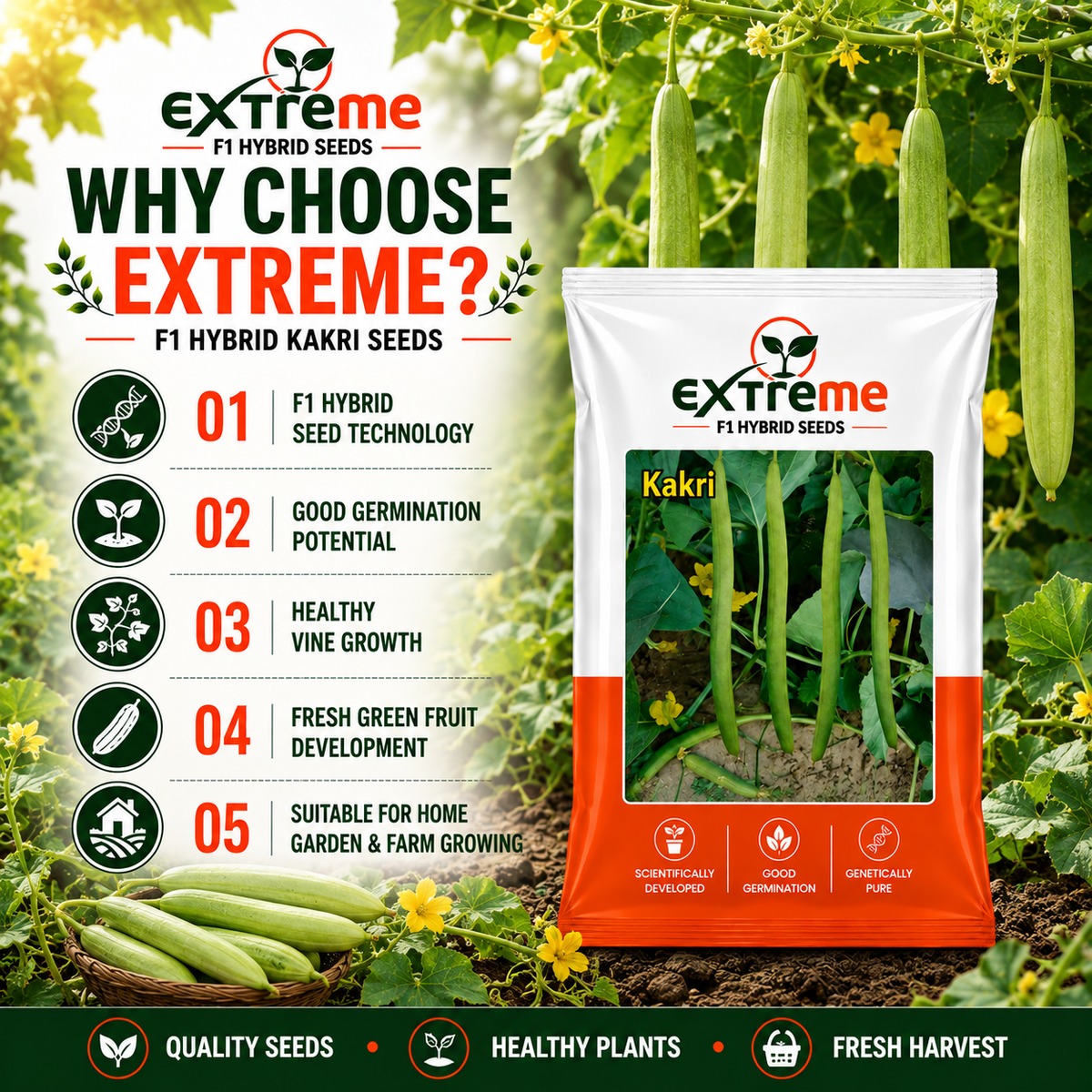EXTREME F1 Hybrid Tar Kakri Seeds for Home Garden, Kitchen Garden, Terrace Garden & Outdoor Growing | Premium Vegetable Seeds for Fresh Tar Kakri Cultivation | 25 GM Pack