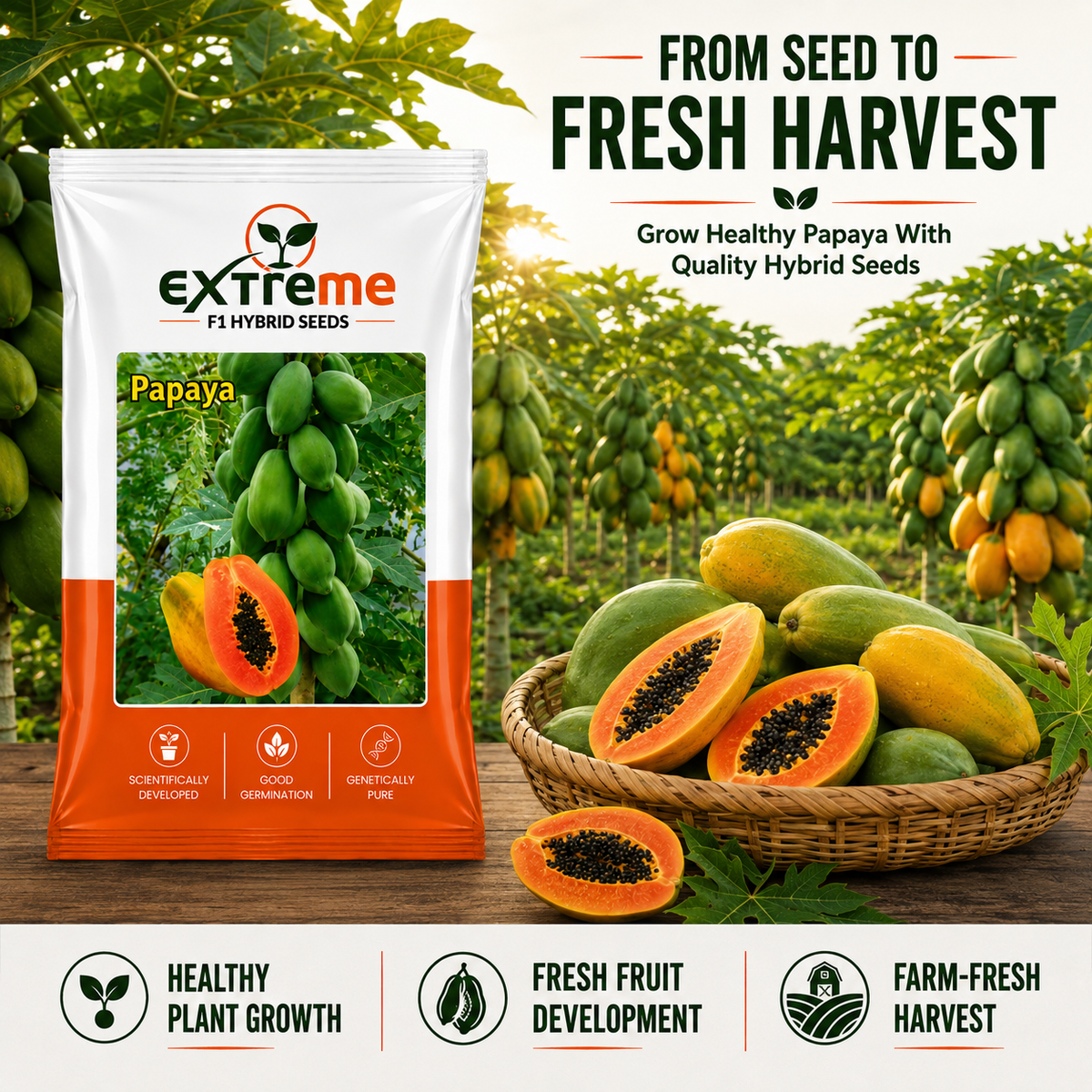 EXTREME F1 Hybrid Papaya Seeds for Home Garden, Kitchen Garden, Terrace Garden & Outdoor Growing | Premium Papaya for Fresh Fruit Cultivation | Pack of 10 Seeds