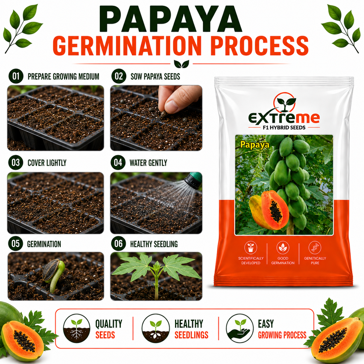 EXTREME F1 Hybrid Papaya Seeds for Home Garden, Kitchen Garden, Terrace Garden & Outdoor Growing | Premium Papaya for Fresh Fruit Cultivation | Pack of 10 Seeds