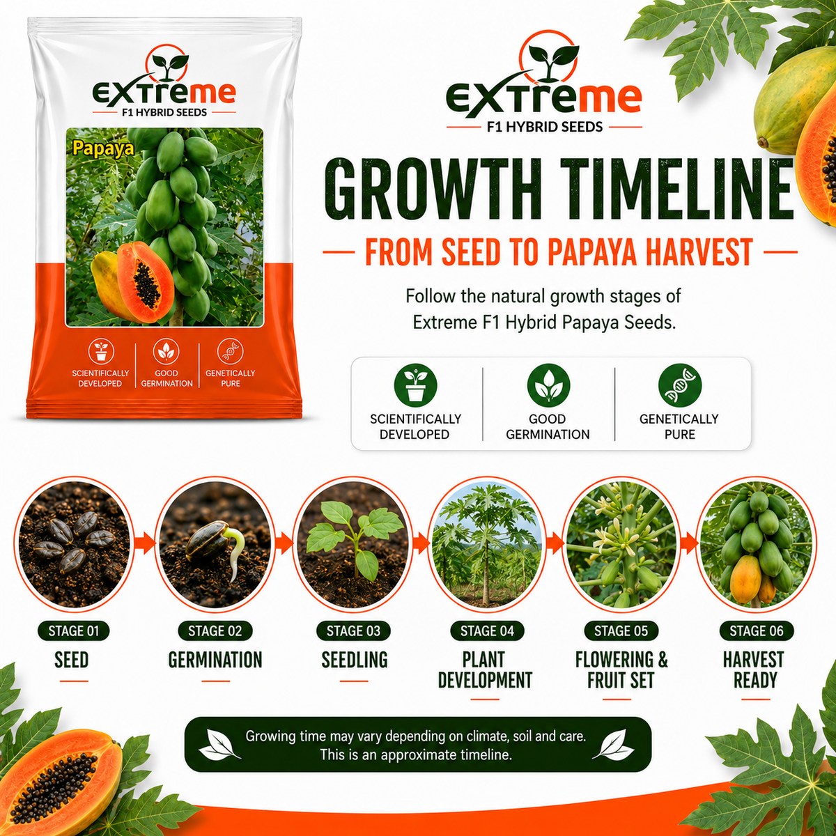EXTREME F1 Hybrid Papaya Seeds for Home Garden, Kitchen Garden, Terrace Garden & Outdoor Growing | Premium Papaya for Fresh Fruit Cultivation | Pack of 10 Seeds