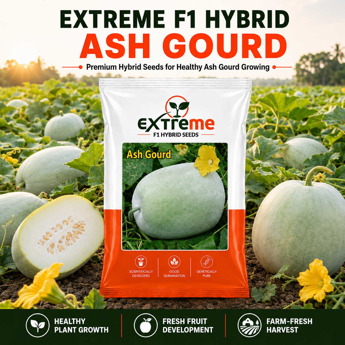 Extreme F1 Hybrid Ash Gourd Seeds 5 GM | Petha, Safed Petha & Winter Melon Seeds | Vegetable Seeds for Home, Kitchen & Terrace Garden | Outdoor Gardening