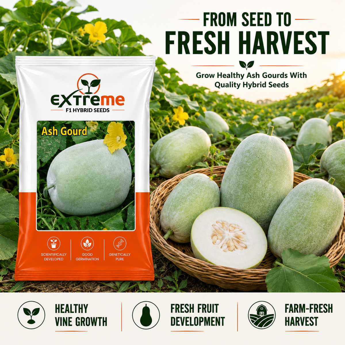 Extreme F1 Hybrid Ash Gourd Seeds 5 GM | Petha, Safed Petha & Winter Melon Seeds | Vegetable Seeds for Home, Kitchen & Terrace Garden | Outdoor Gardening