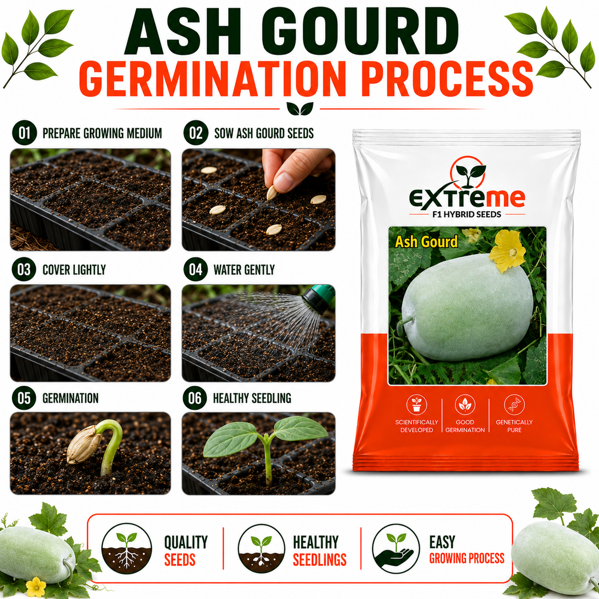 Extreme F1 Hybrid Ash Gourd Seeds 5 GM | Petha, Safed Petha & Winter Melon Seeds | Vegetable Seeds for Home, Kitchen & Terrace Garden | Outdoor Gardening