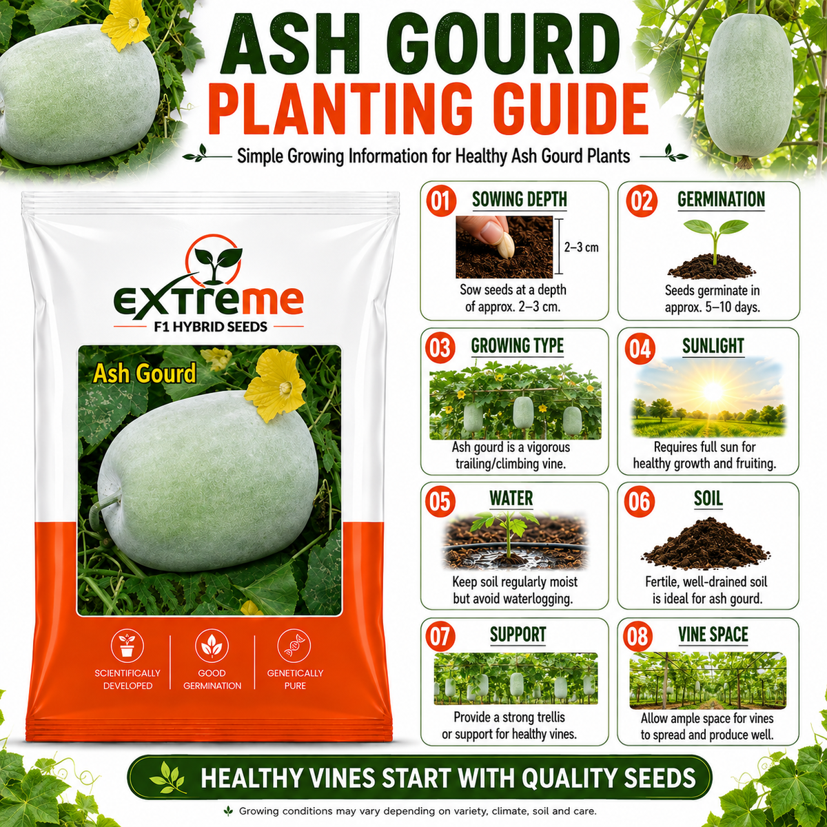 Extreme F1 Hybrid Ash Gourd Seeds 5 GM | Petha, Safed Petha & Winter Melon Seeds | Vegetable Seeds for Home, Kitchen & Terrace Garden | Outdoor Gardening