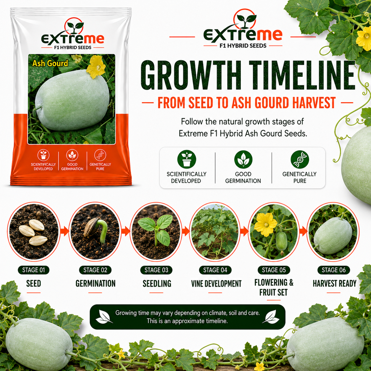 Extreme F1 Hybrid Ash Gourd Seeds 5 GM | Petha, Safed Petha & Winter Melon Seeds | Vegetable Seeds for Home, Kitchen & Terrace Garden | Outdoor Gardening