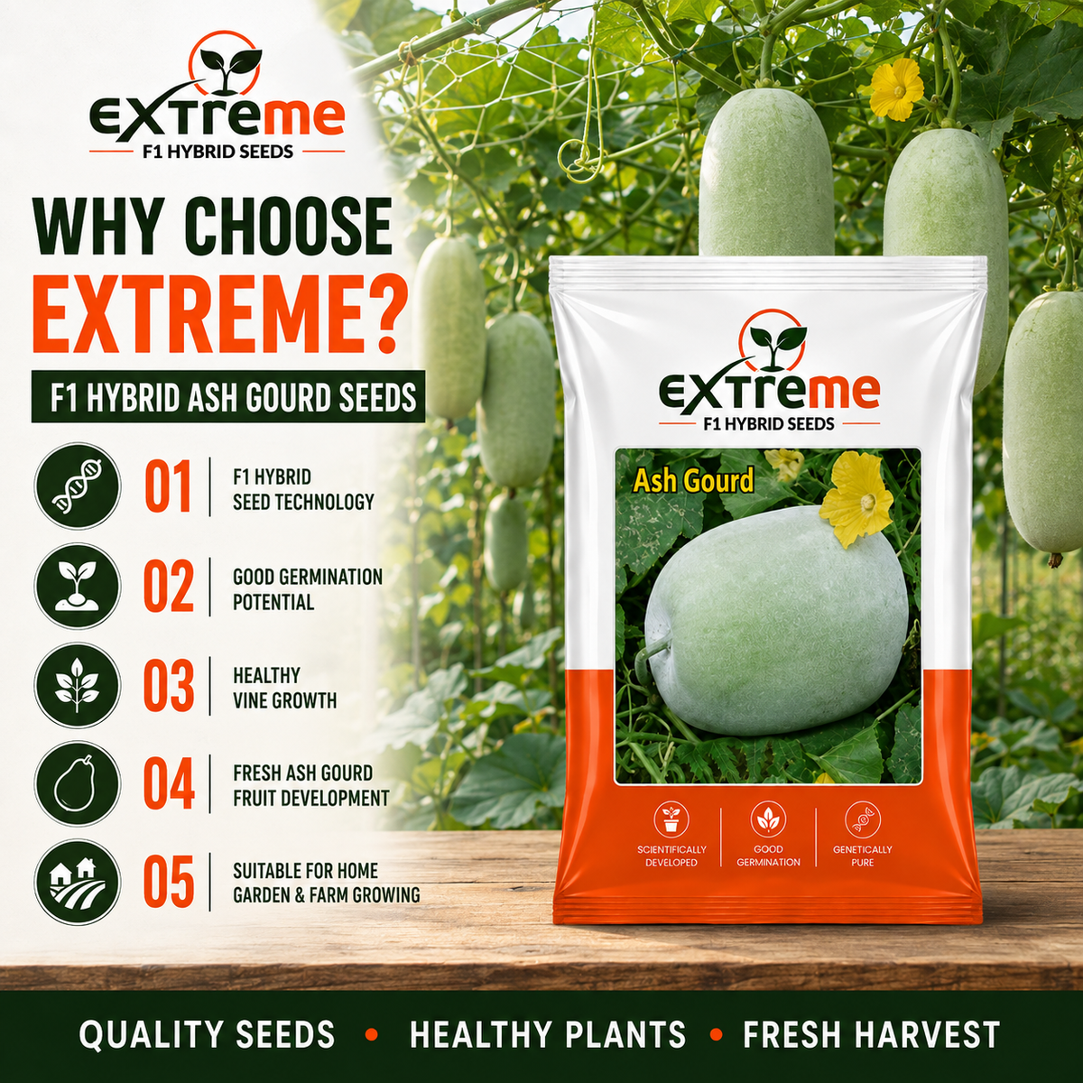 Extreme F1 Hybrid Ash Gourd Seeds 5 GM | Petha, Safed Petha & Winter Melon Seeds | Vegetable Seeds for Home, Kitchen & Terrace Garden | Outdoor Gardening