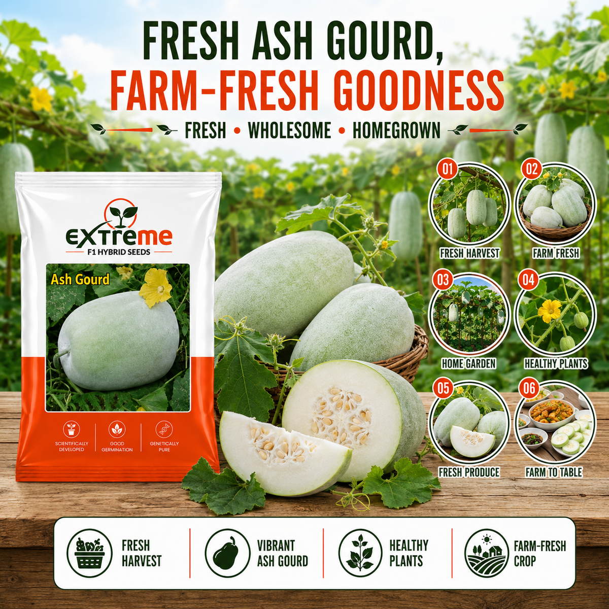 Extreme F1 Hybrid Ash Gourd Seeds 5 GM | Petha, Safed Petha & Winter Melon Seeds | Vegetable Seeds for Home, Kitchen & Terrace Garden | Outdoor Gardening
