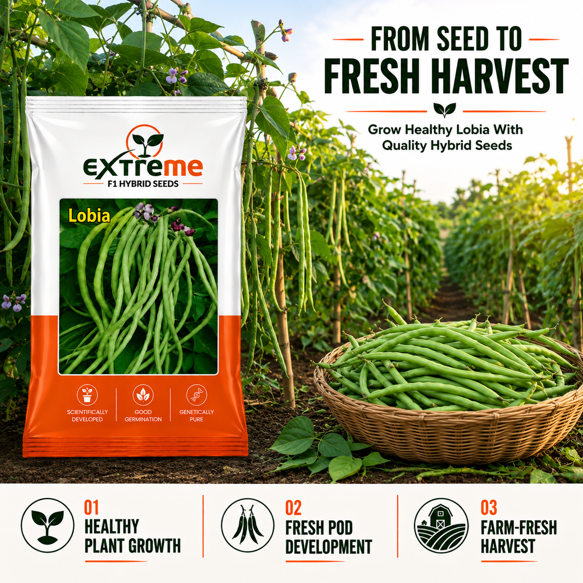 Extreme F1 Hybrid Lobia Seeds 20 GM | Premium Long Green Cowpea Vegetable Seeds | Lobia Seeds for Home Garden, Kitchen Garden, Terrace Garden, Pots, Grow Bags & Outdoor Farming