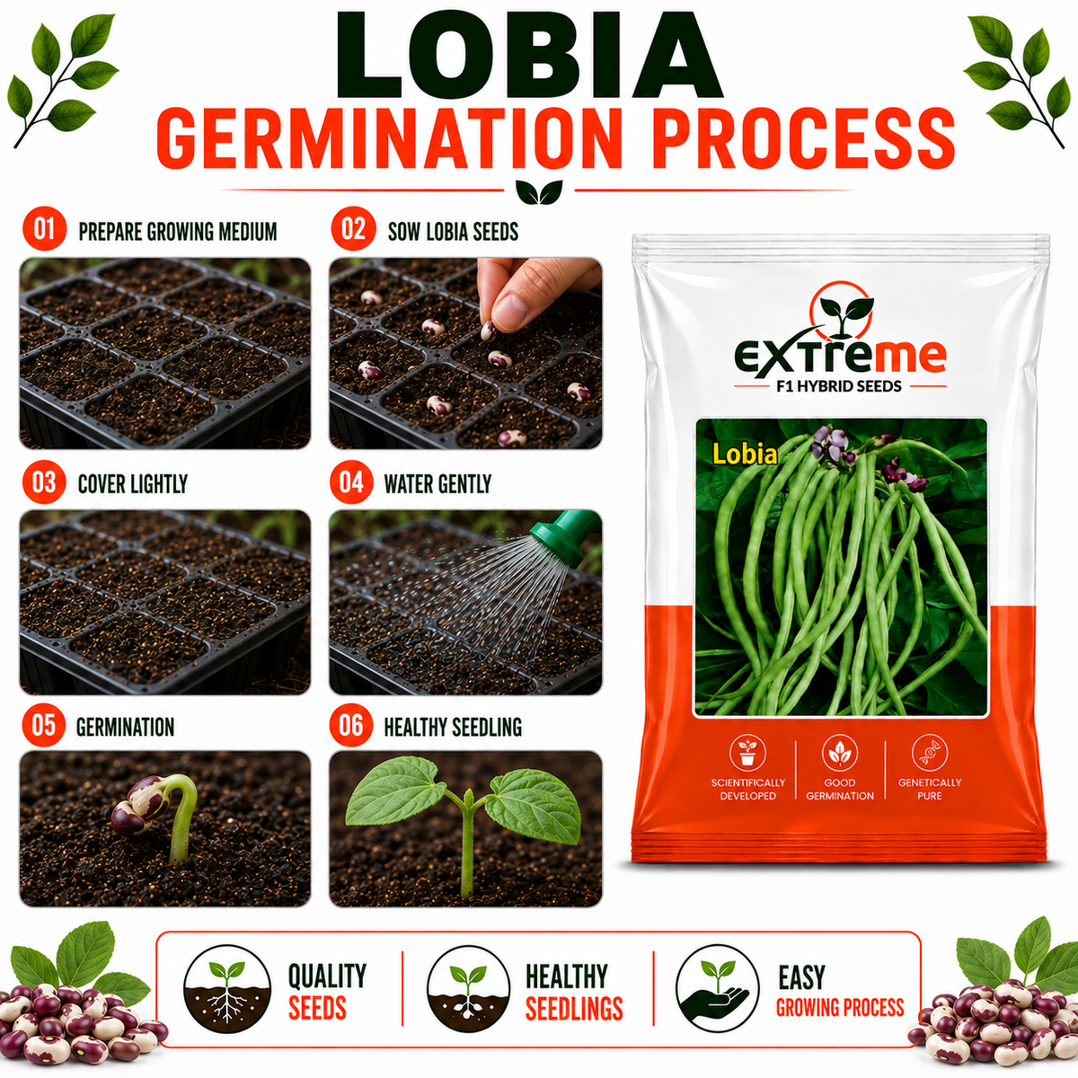 Extreme F1 Hybrid Lobia Seeds 20 GM | Premium Long Green Cowpea Vegetable Seeds | Lobia Seeds for Home Garden, Kitchen Garden, Terrace Garden, Pots, Grow Bags & Outdoor Farming