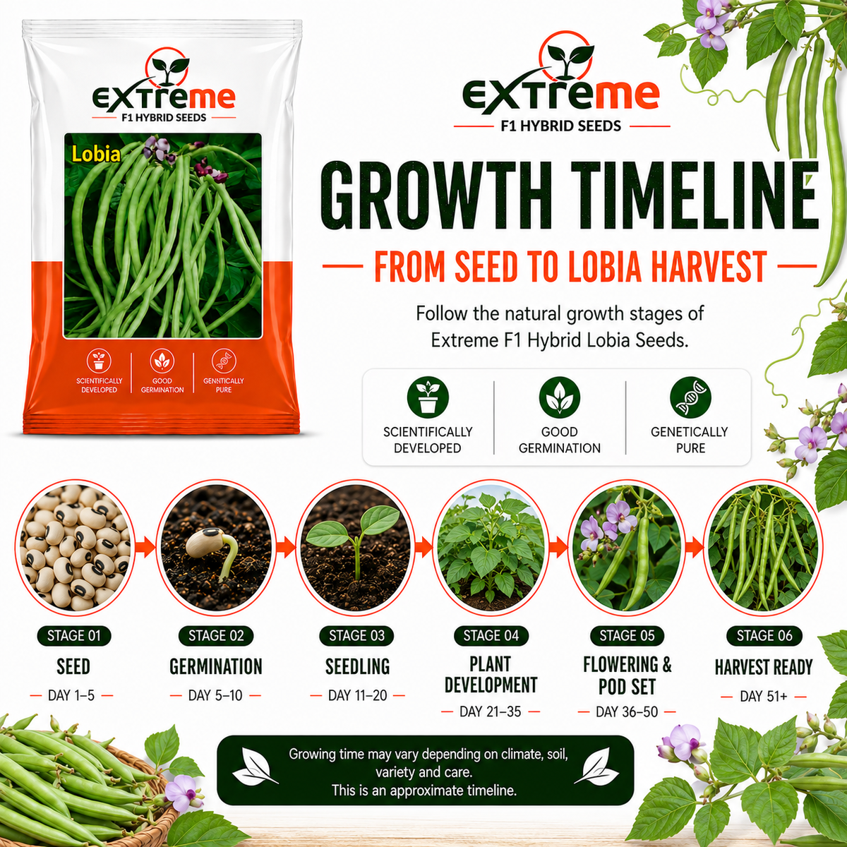 Extreme F1 Hybrid Lobia Seeds 20 GM | Premium Long Green Cowpea Vegetable Seeds | Lobia Seeds for Home Garden, Kitchen Garden, Terrace Garden, Pots, Grow Bags & Outdoor Farming