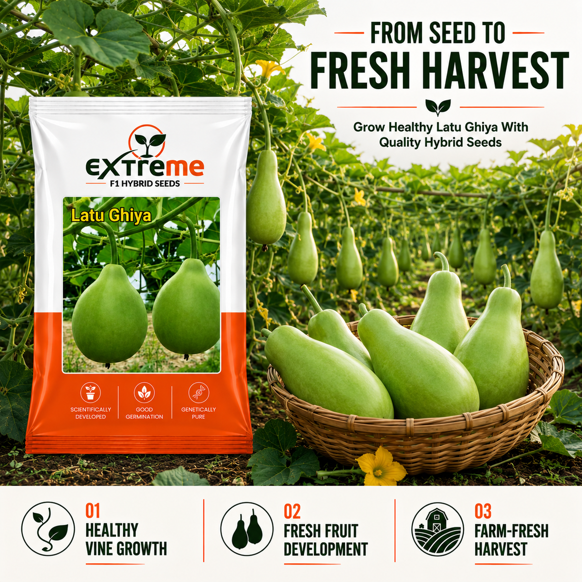 Extreme F1 Hybrid Latu Ghiya Seeds 10 GM | Premium Bottle Gourd Seeds | Lauki Seeds for Home Garden, Kitchen Garden, Terrace Garden, Pots, Grow Bags & Outdoor Farming