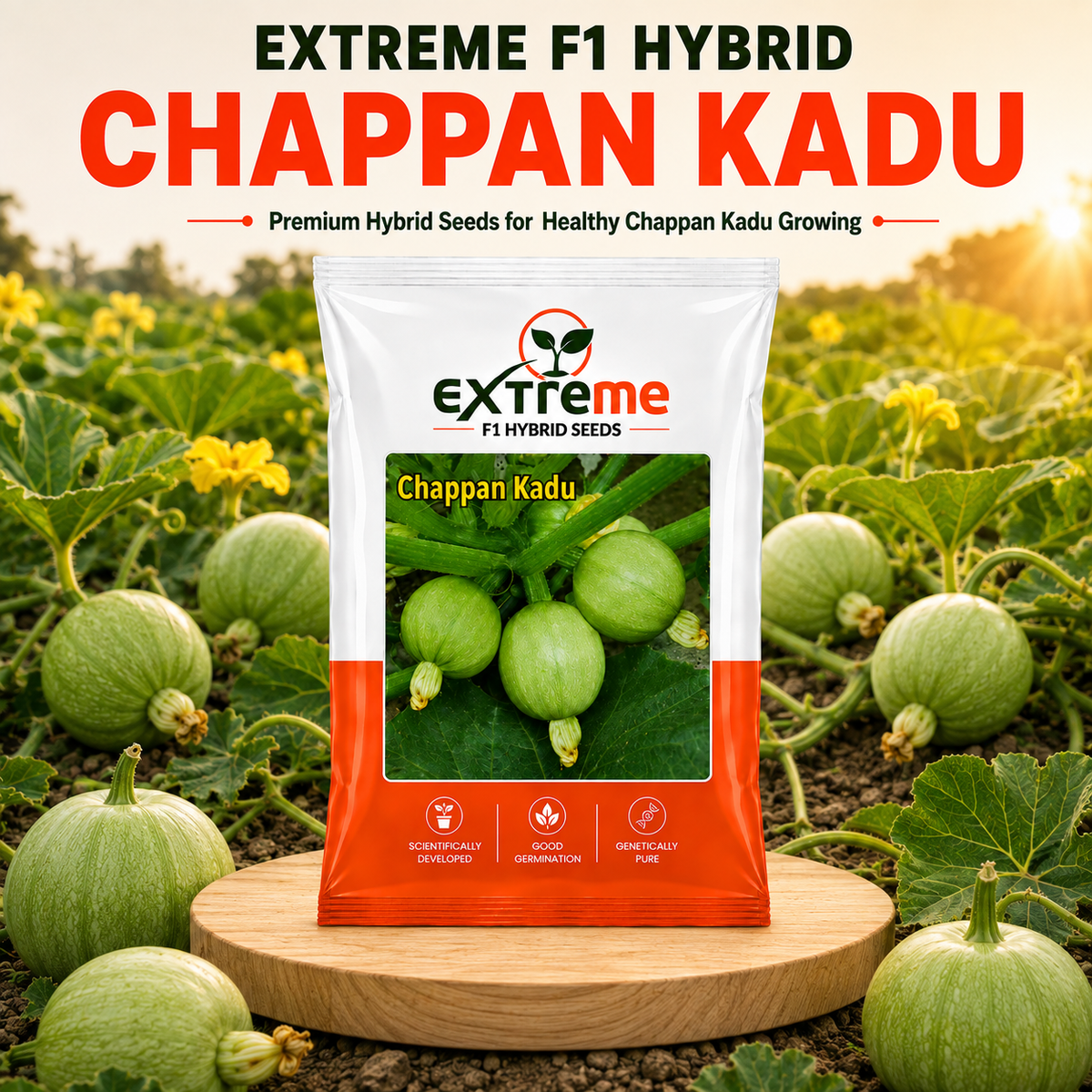 EXTREME F1 Hybrid Chappan Kaddu Seeds for Home Garden, Kitchen Garden, Terrace Garden & Outdoor Growing | Premium Vegetable Seeds for Fresh Chappan Kaddu Cultivation | 5 GM Pack