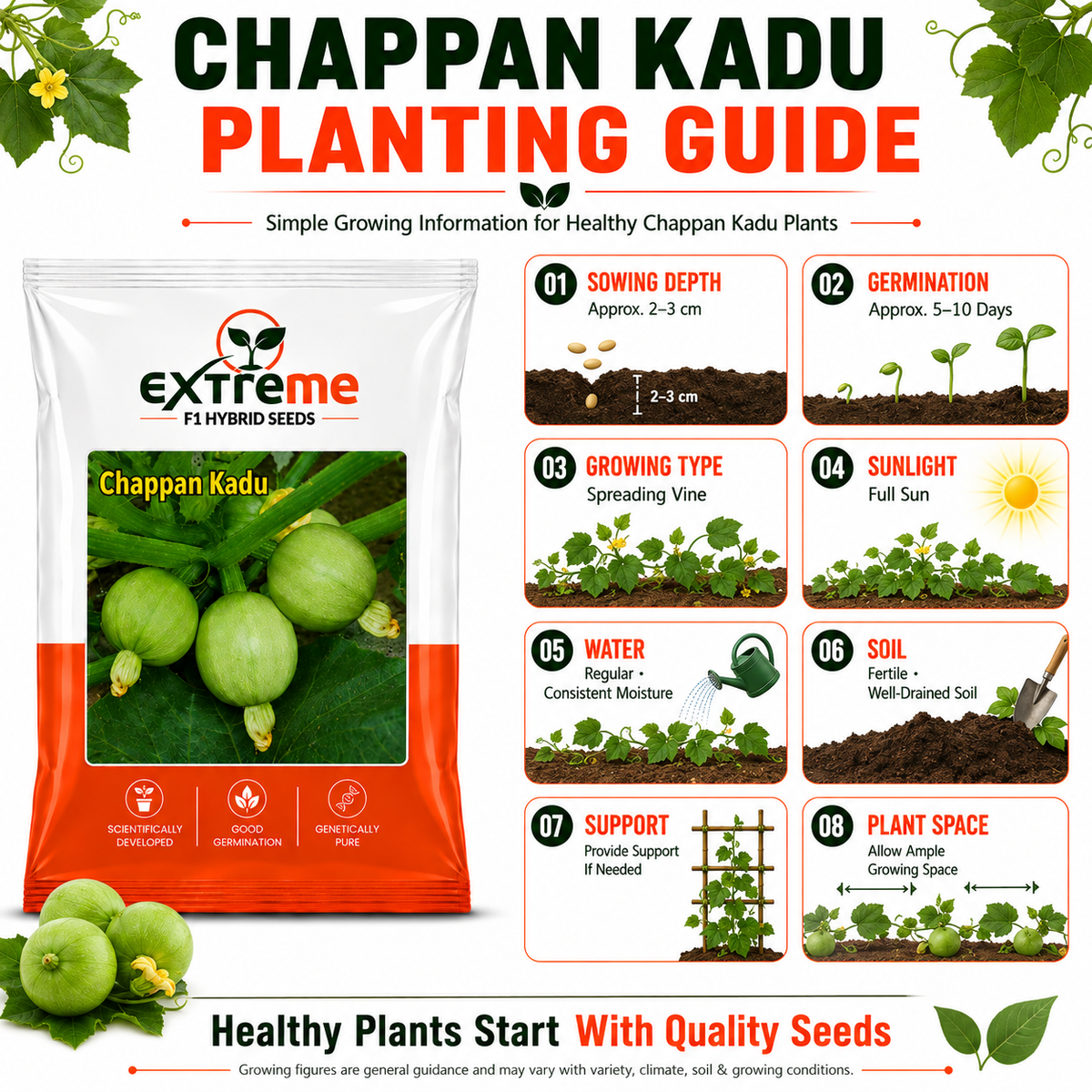 EXTREME F1 Hybrid Chappan Kaddu Seeds for Home Garden, Kitchen Garden, Terrace Garden & Outdoor Growing | Premium Vegetable Seeds for Fresh Chappan Kaddu Cultivation | 5 GM Pack