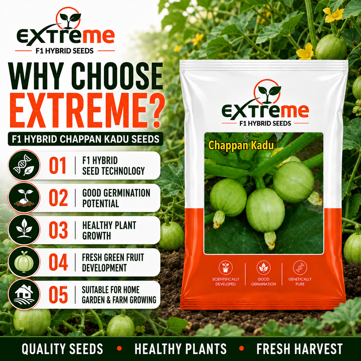 EXTREME F1 Hybrid Chappan Kaddu Seeds for Home Garden, Kitchen Garden, Terrace Garden & Outdoor Growing | Premium Vegetable Seeds for Fresh Chappan Kaddu Cultivation | 5 GM Pack