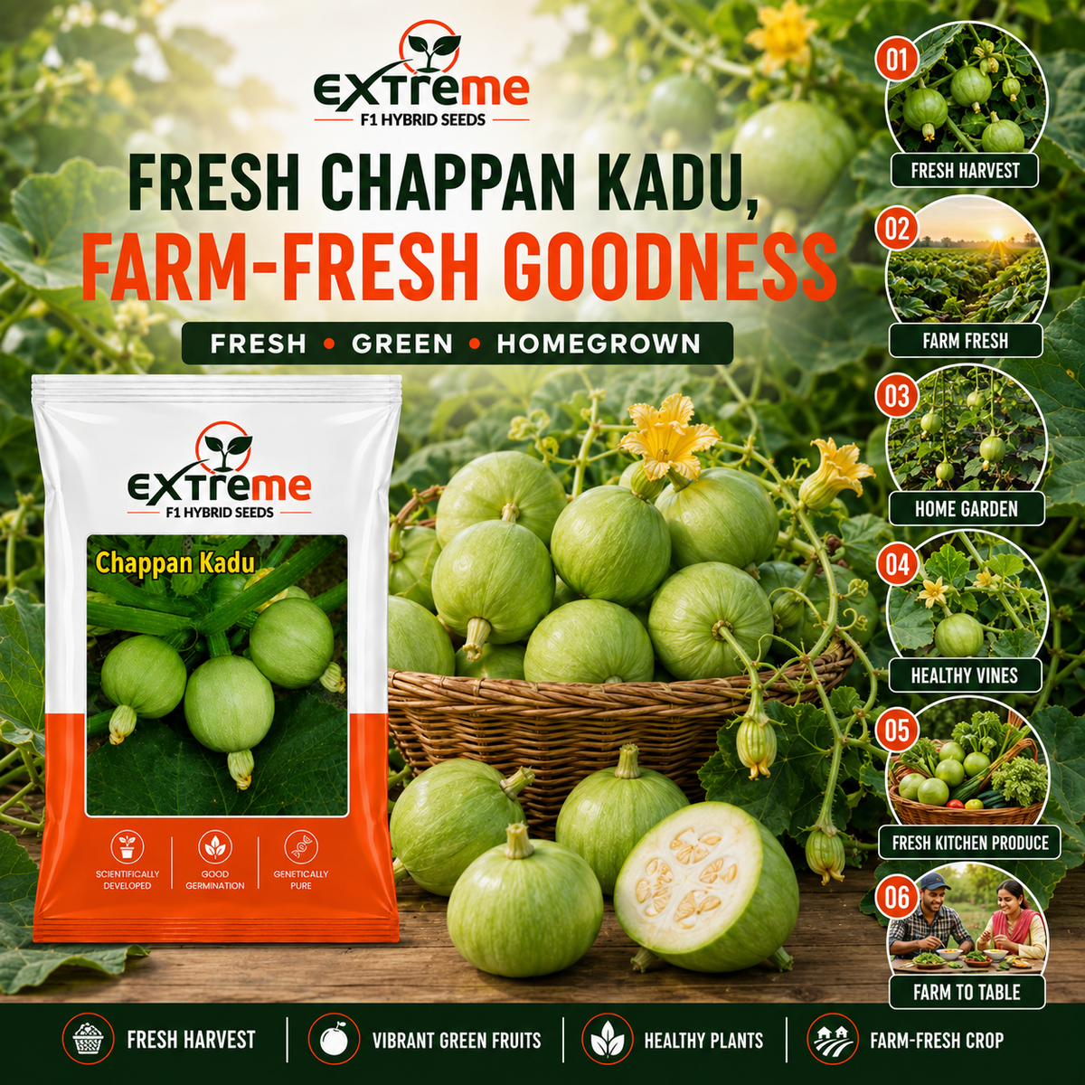 EXTREME F1 Hybrid Chappan Kaddu Seeds for Home Garden, Kitchen Garden, Terrace Garden & Outdoor Growing | Premium Vegetable Seeds for Fresh Chappan Kaddu Cultivation | 5 GM Pack
