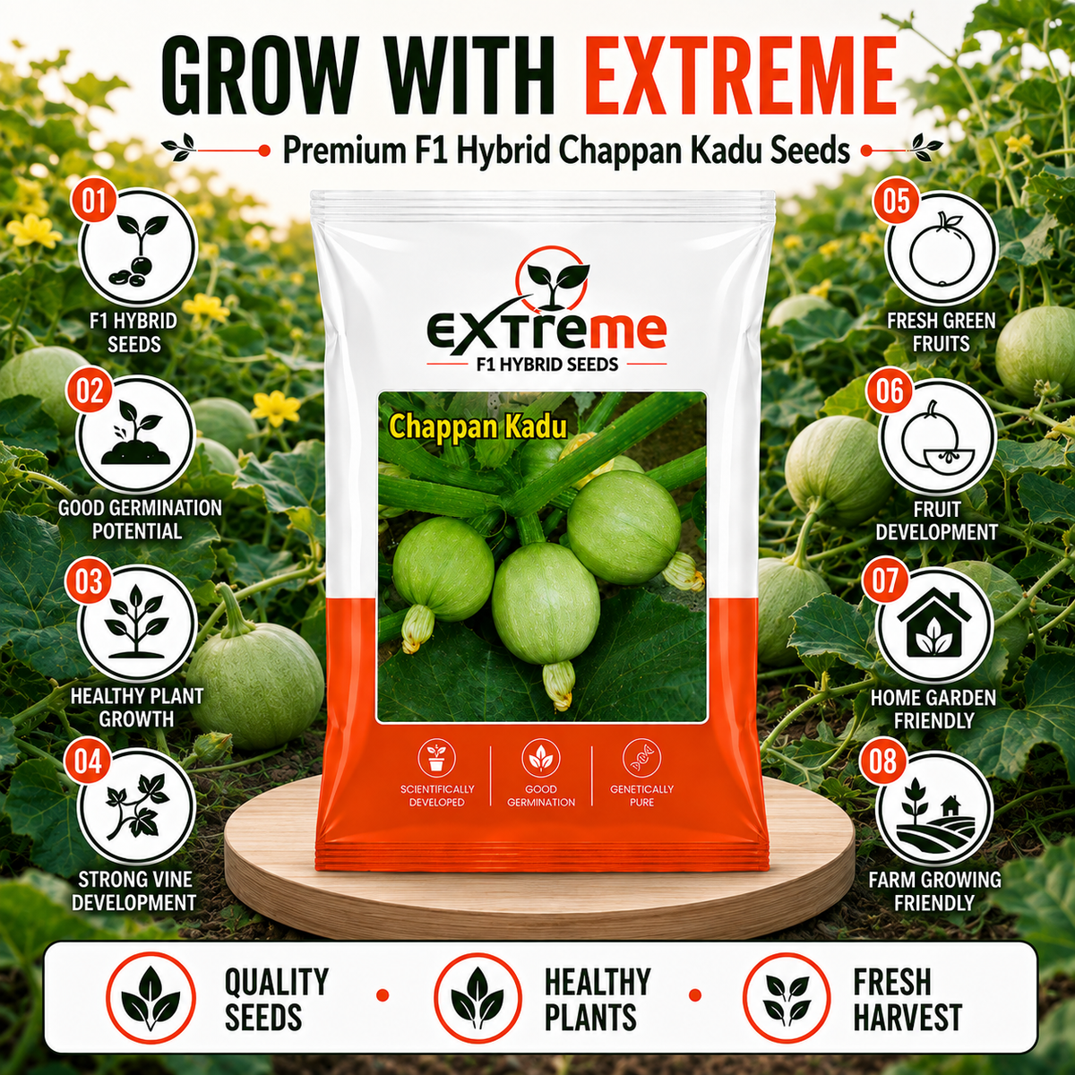 EXTREME F1 Hybrid Chappan Kaddu Seeds for Home Garden, Kitchen Garden, Terrace Garden & Outdoor Growing | Premium Vegetable Seeds for Fresh Chappan Kaddu Cultivation | 5 GM Pack