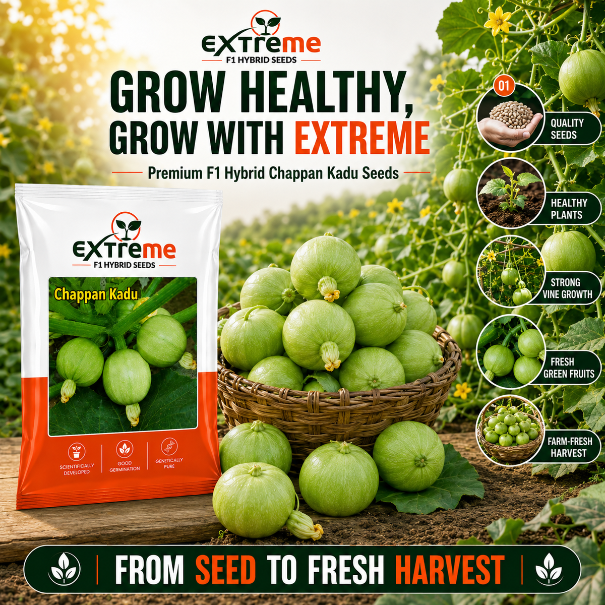 EXTREME F1 Hybrid Chappan Kaddu Seeds for Home Garden, Kitchen Garden, Terrace Garden & Outdoor Growing | Premium Vegetable Seeds for Fresh Chappan Kaddu Cultivation | 5 GM Pack