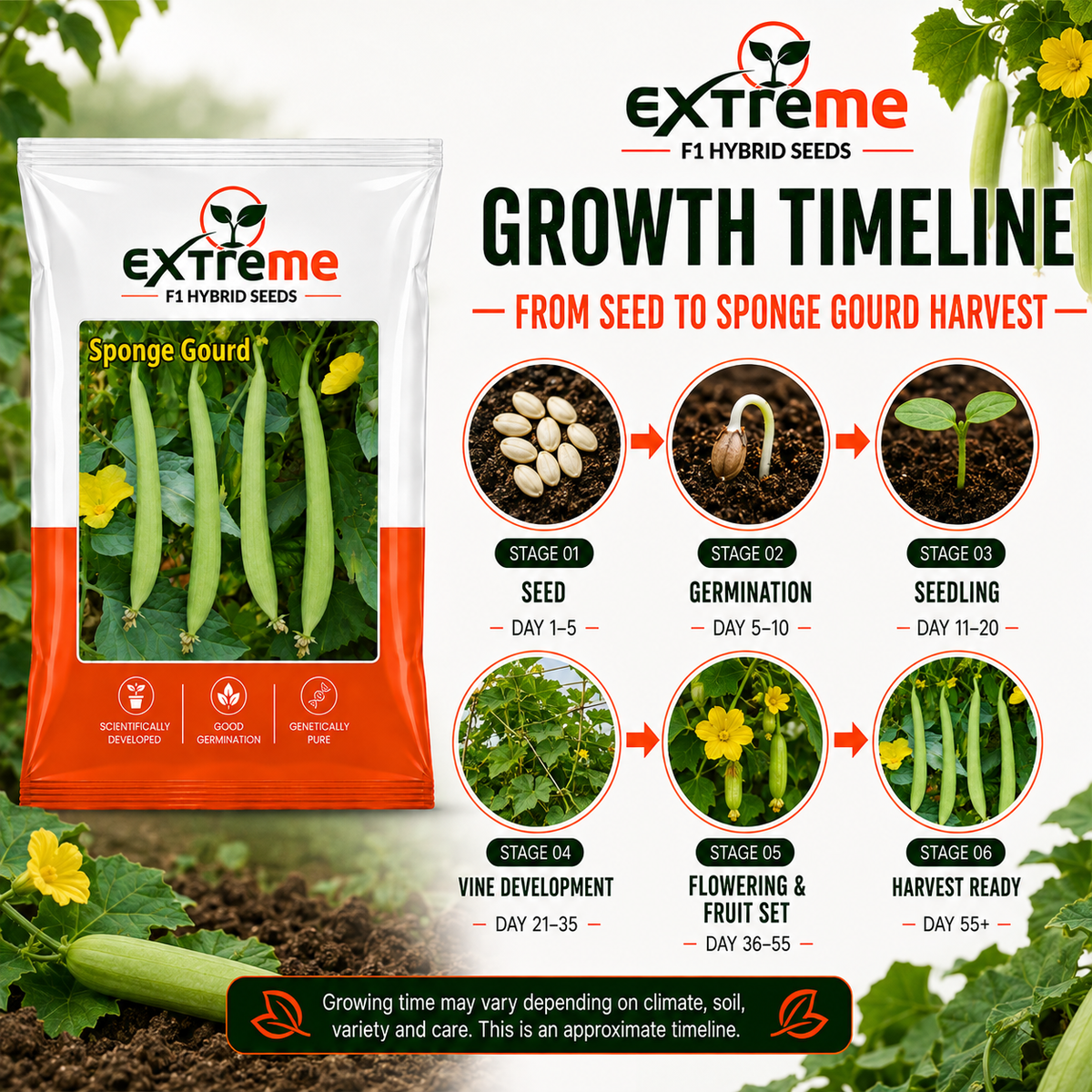 EXTREME F1 Hybrid White Seeded Sponge Gourd Seeds | Safed Tori Seeds for Home Garden, Kitchen Garden, Terrace Garden & Outdoor Farming | Vegetable Seeds | 5 GM