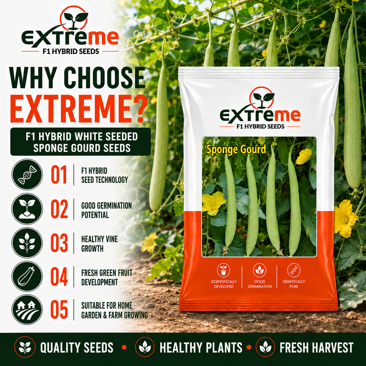 EXTREME F1 Hybrid White Seeded Sponge Gourd Seeds | Safed Tori Seeds for Home Garden, Kitchen Garden, Terrace Garden & Outdoor Farming | Vegetable Seeds | 5 GM