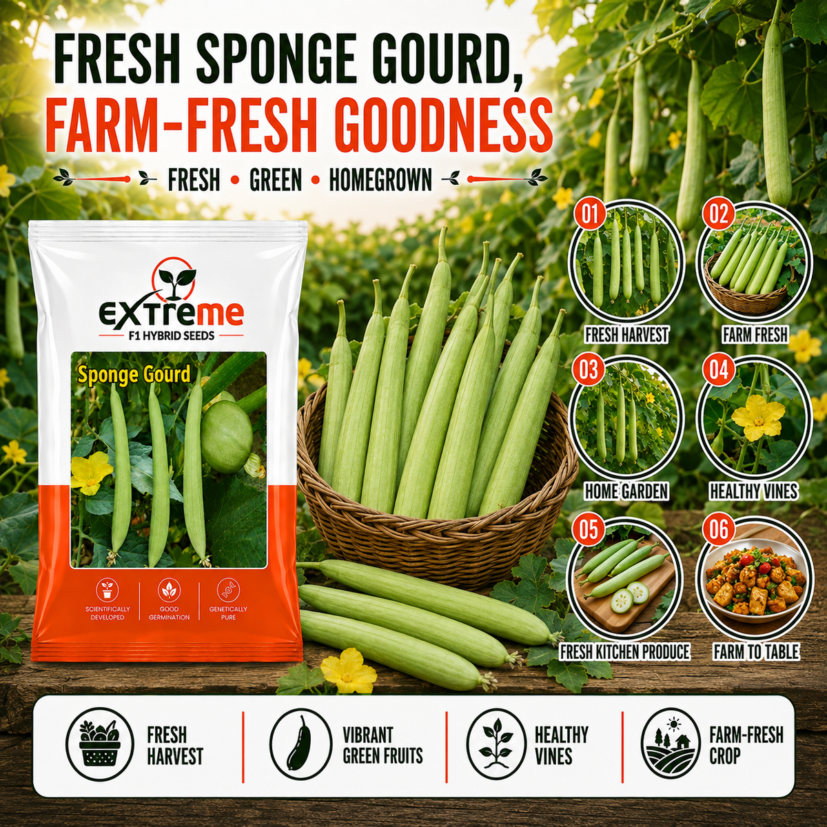 EXTREME F1 Hybrid White Seeded Sponge Gourd Seeds | Safed Tori Seeds for Home Garden, Kitchen Garden, Terrace Garden & Outdoor Farming | Vegetable Seeds | 5 GM