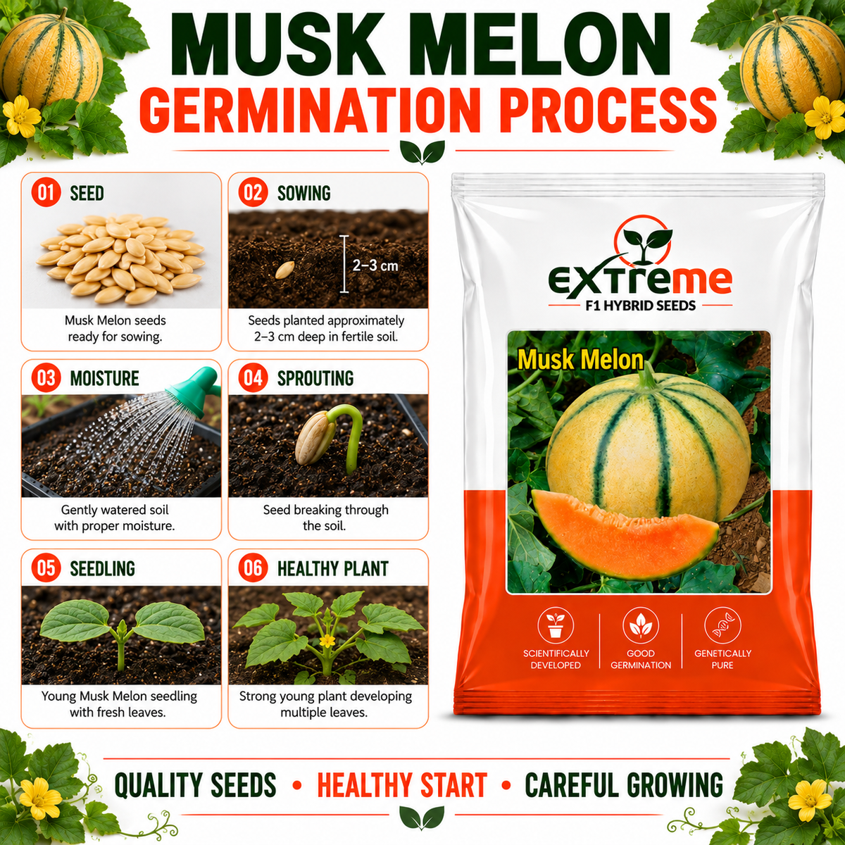 EXTREME F1 Hybrid Muskmelon (Kharbooz) 1GM Seeds for Home Garden, Terrace Garden & Outdoor Growing | Premium Melon Seeds for Fresh Fruit Cultivation