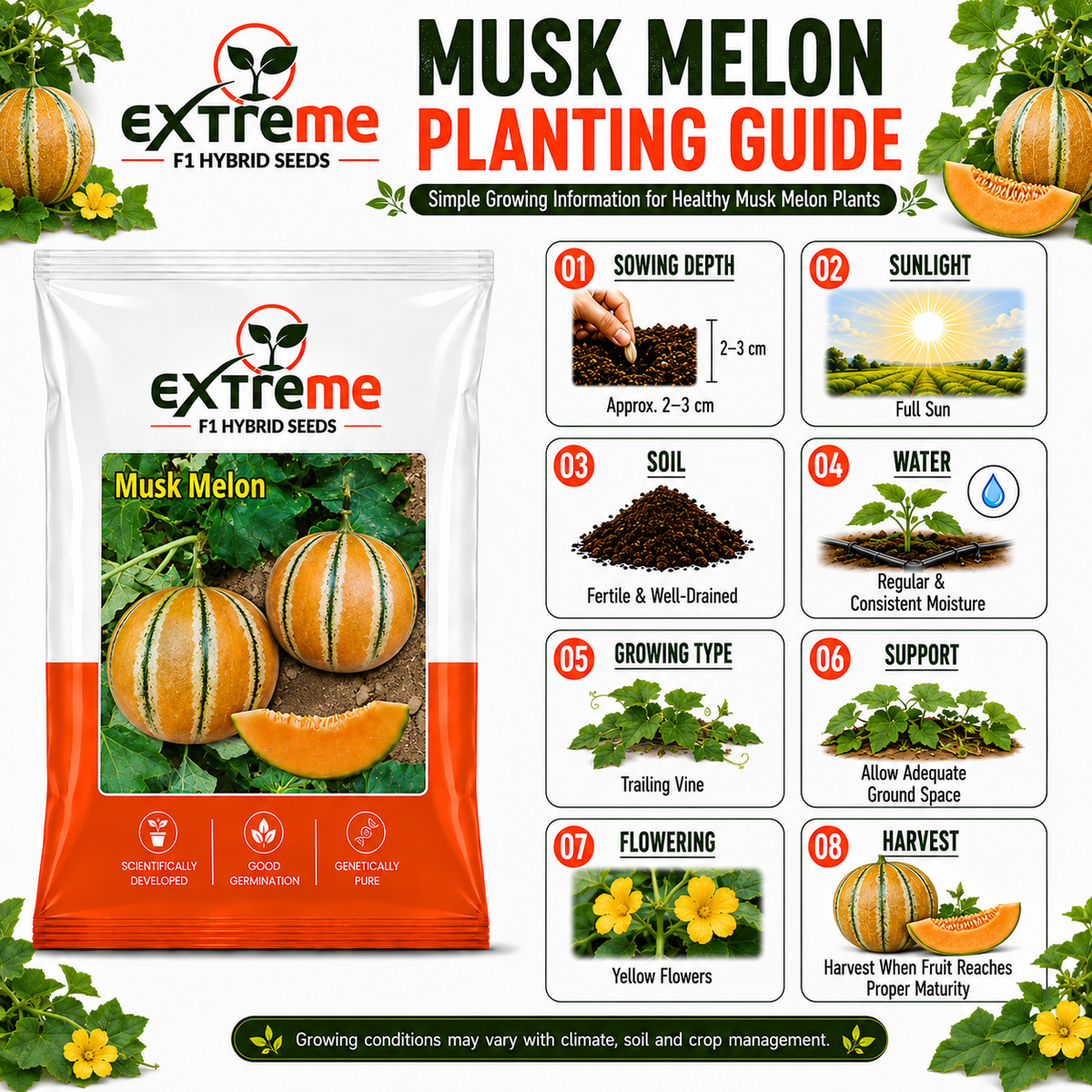 EXTREME F1 Hybrid Muskmelon (Kharbooz) 1GM Seeds for Home Garden, Terrace Garden & Outdoor Growing | Premium Melon Seeds for Fresh Fruit Cultivation