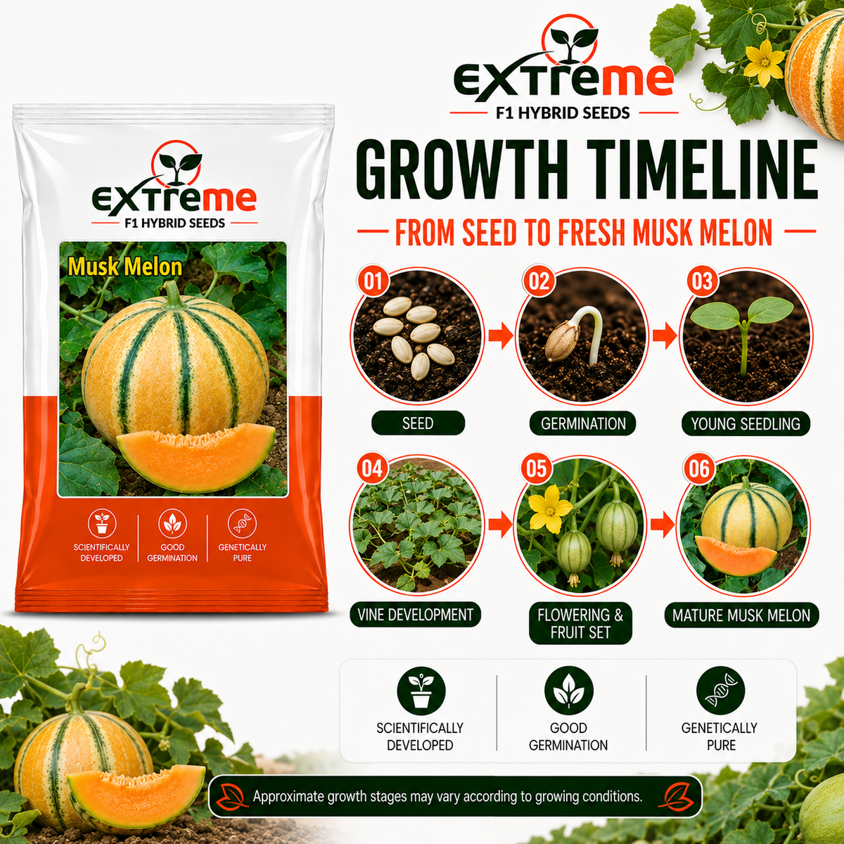 EXTREME F1 Hybrid Muskmelon (Kharbooz) 1GM Seeds for Home Garden, Terrace Garden & Outdoor Growing | Premium Melon Seeds for Fresh Fruit Cultivation