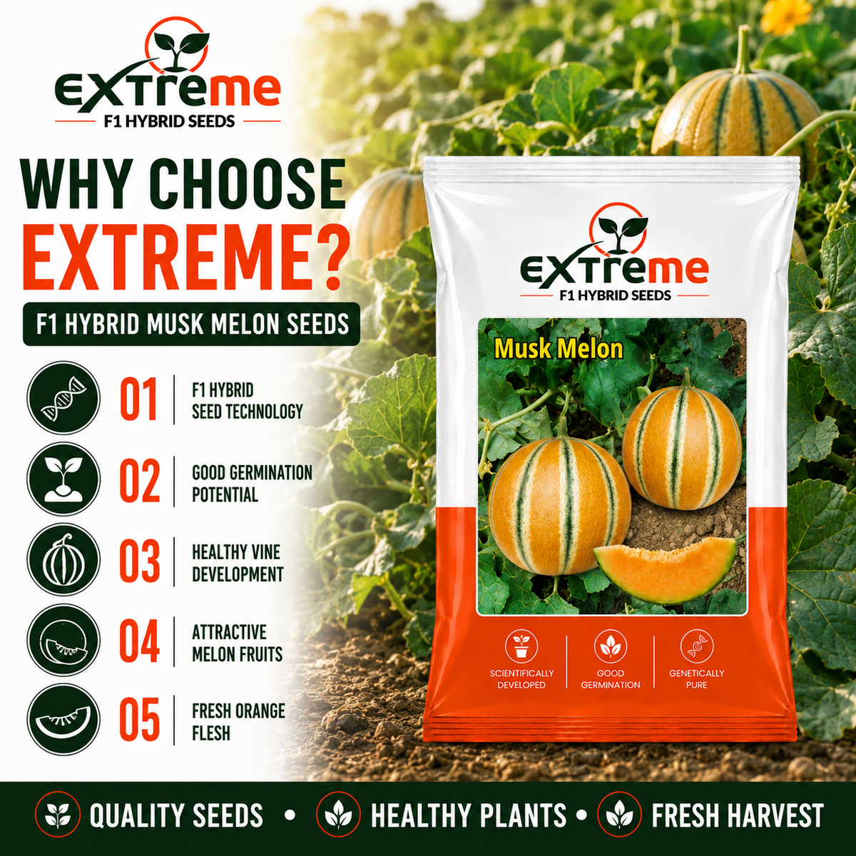 EXTREME F1 Hybrid Muskmelon (Kharbooz) 1GM Seeds for Home Garden, Terrace Garden & Outdoor Growing | Premium Melon Seeds for Fresh Fruit Cultivation