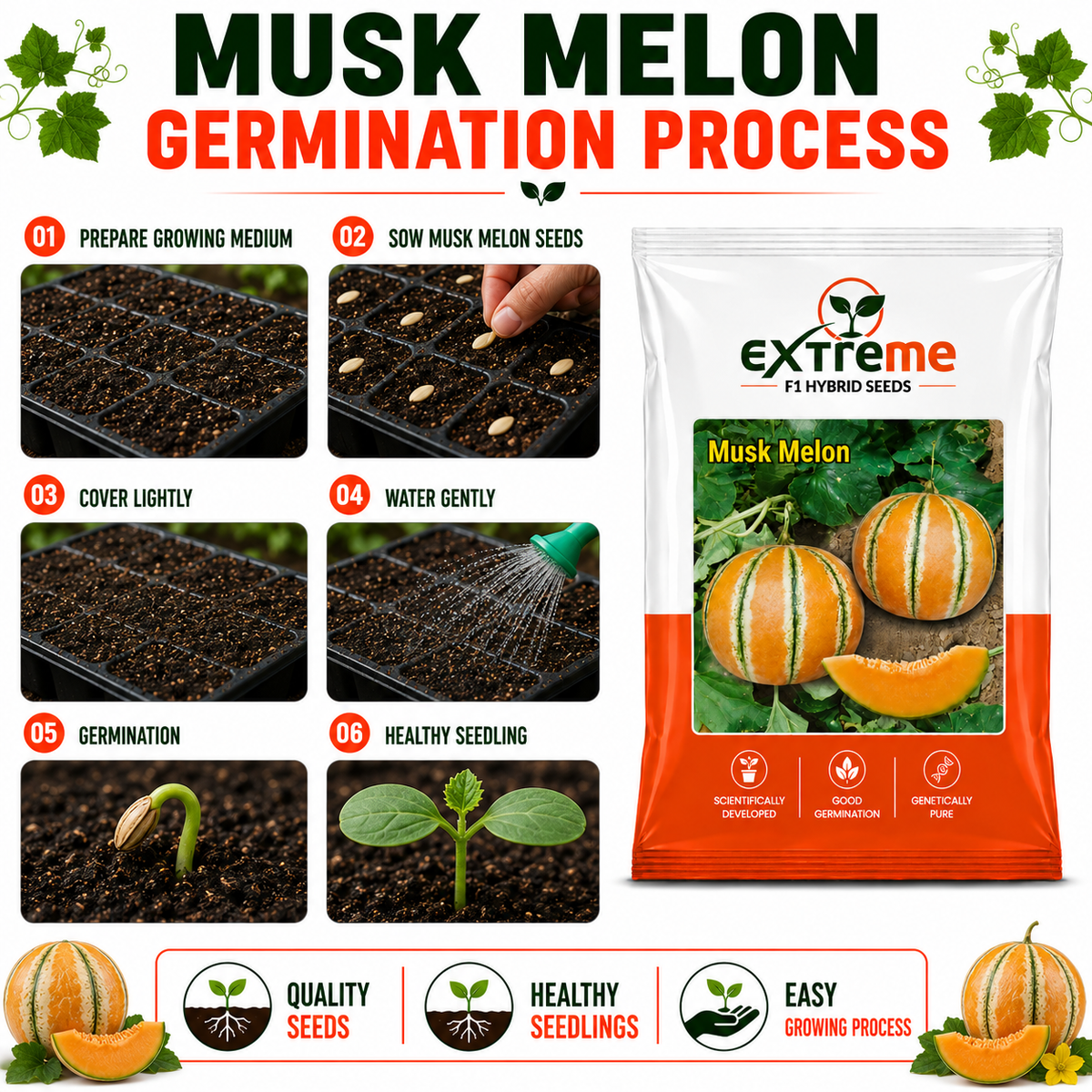 EXTREME Desi Kajri Musk Melon Seeds 2GM | Kajri Kharbooja for Home Garden, Kitchen Garden, Pots & Grow Bags | Fruit Crop Seeds