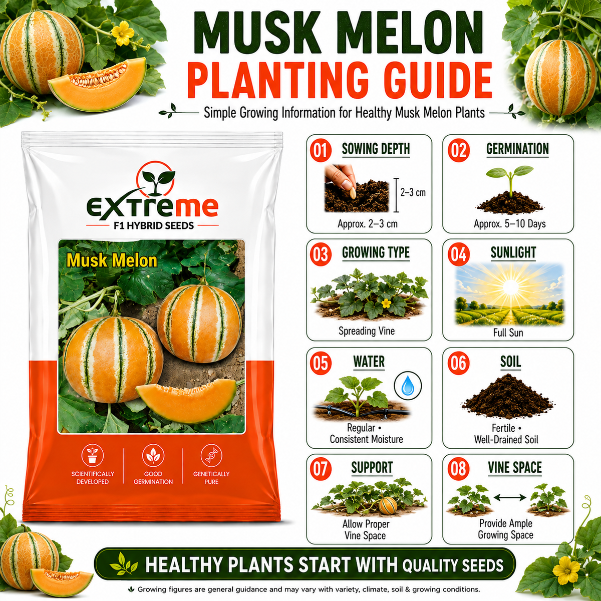 EXTREME Desi Kajri Musk Melon Seeds 2GM | Kajri Kharbooja for Home Garden, Kitchen Garden, Pots & Grow Bags | Fruit Crop Seeds