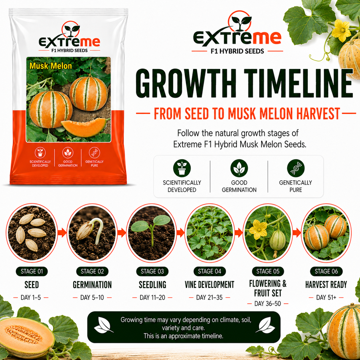 EXTREME Desi Kajri Musk Melon Seeds 2GM | Kajri Kharbooja for Home Garden, Kitchen Garden, Pots & Grow Bags | Fruit Crop Seeds