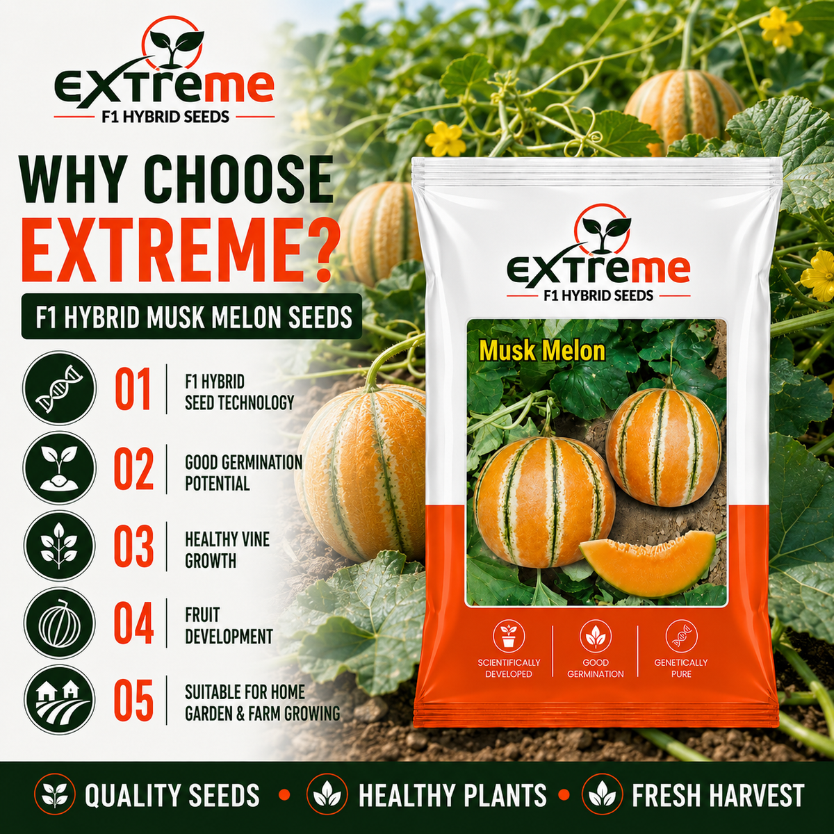 EXTREME Desi Kajri Musk Melon Seeds 2GM | Kajri Kharbooja for Home Garden, Kitchen Garden, Pots & Grow Bags | Fruit Crop Seeds