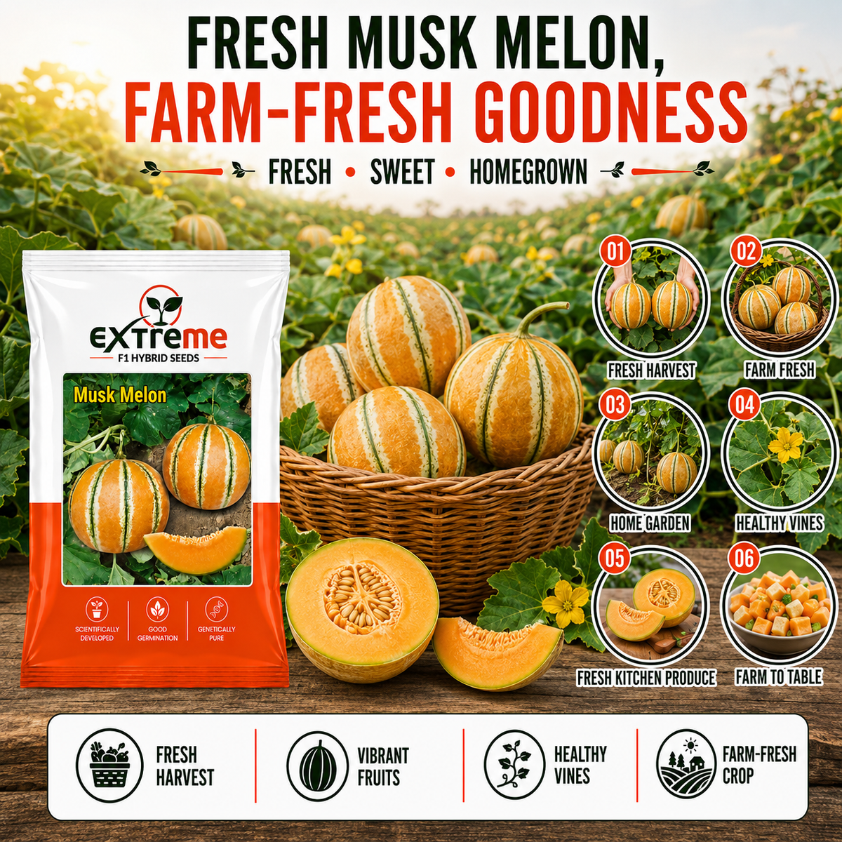 EXTREME Desi Kajri Musk Melon Seeds 2GM | Kajri Kharbooja for Home Garden, Kitchen Garden, Pots & Grow Bags | Fruit Crop Seeds