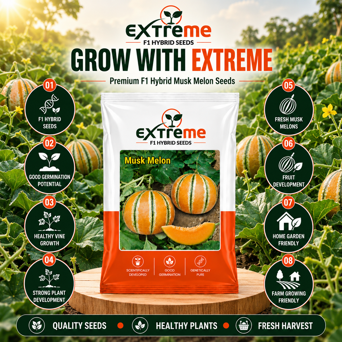 EXTREME Desi Kajri Musk Melon Seeds 2GM | Kajri Kharbooja for Home Garden, Kitchen Garden, Pots & Grow Bags | Fruit Crop Seeds