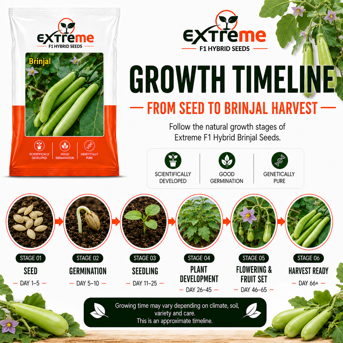 Extreme F1 Hybrid Green Long Brinjal Seeds 1 GM | Premium Green Long Brinjal Seeds | Eggplant Vegetable Seeds for Home Garden, Kitchen Garden, Terrace Garden, Pots, Grow Bags & Outdoor Farming
