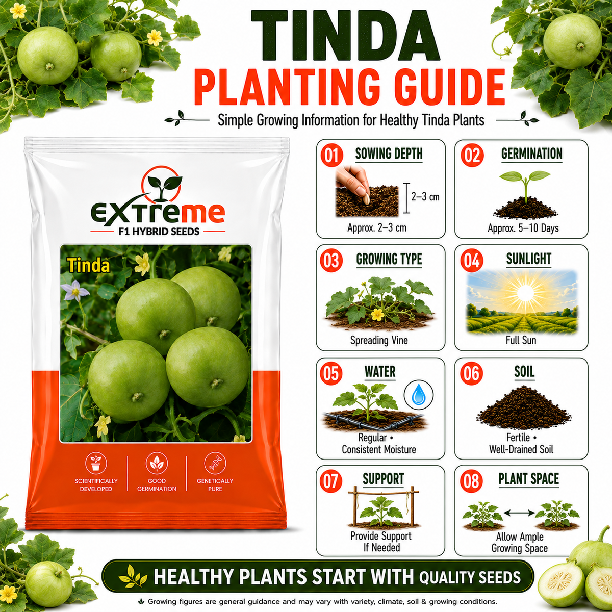 EXTREME F1 Hybrid Tinda Seeds for Home Garden, Kitchen Garden, Terrace Garden & Outdoor Growing | Round Green Vegetable Seeds for Fresh Tinda Cultivation | 15 GM Pack