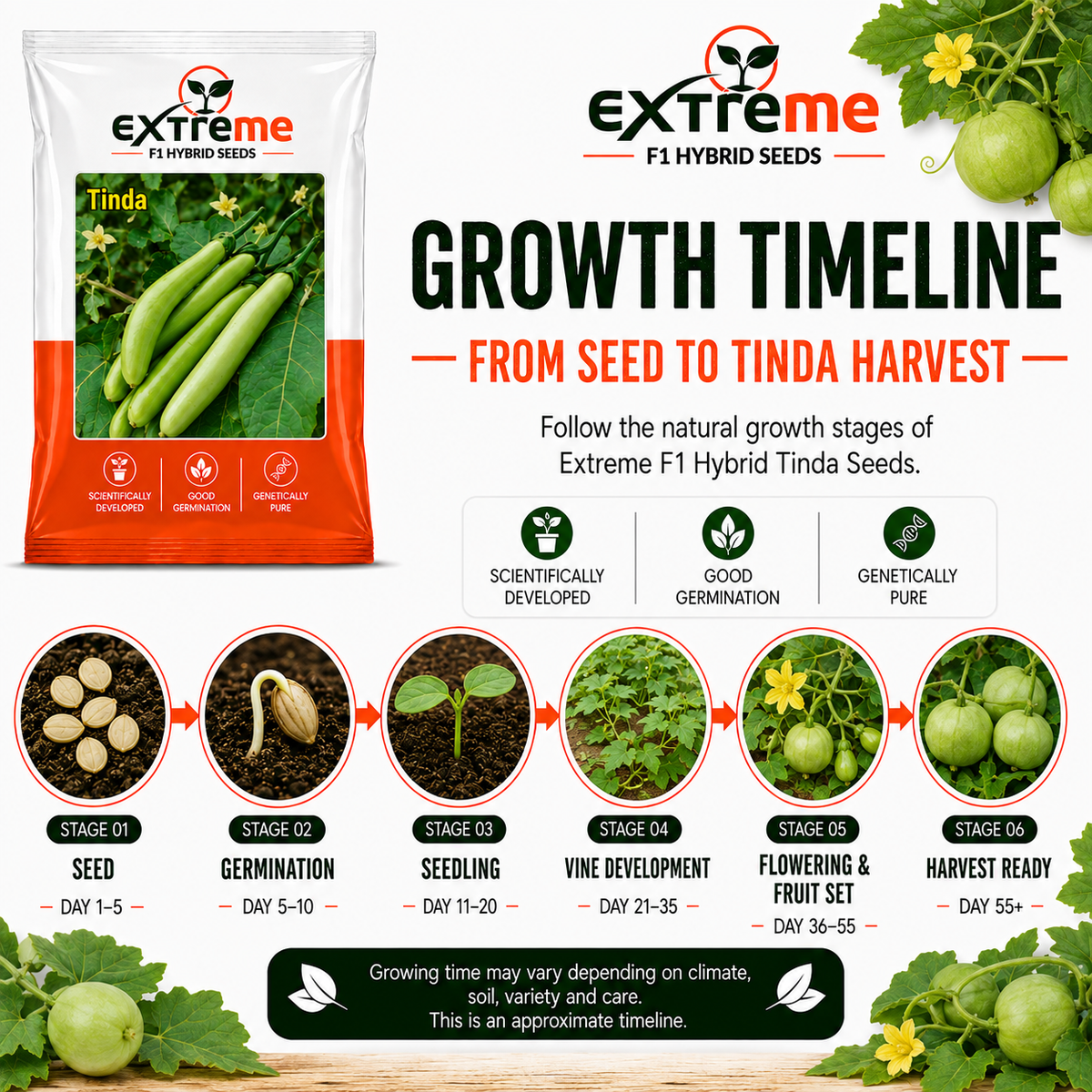 EXTREME F1 Hybrid Tinda Seeds for Home Garden, Kitchen Garden, Terrace Garden & Outdoor Growing | Round Green Vegetable Seeds for Fresh Tinda Cultivation | 15 GM Pack