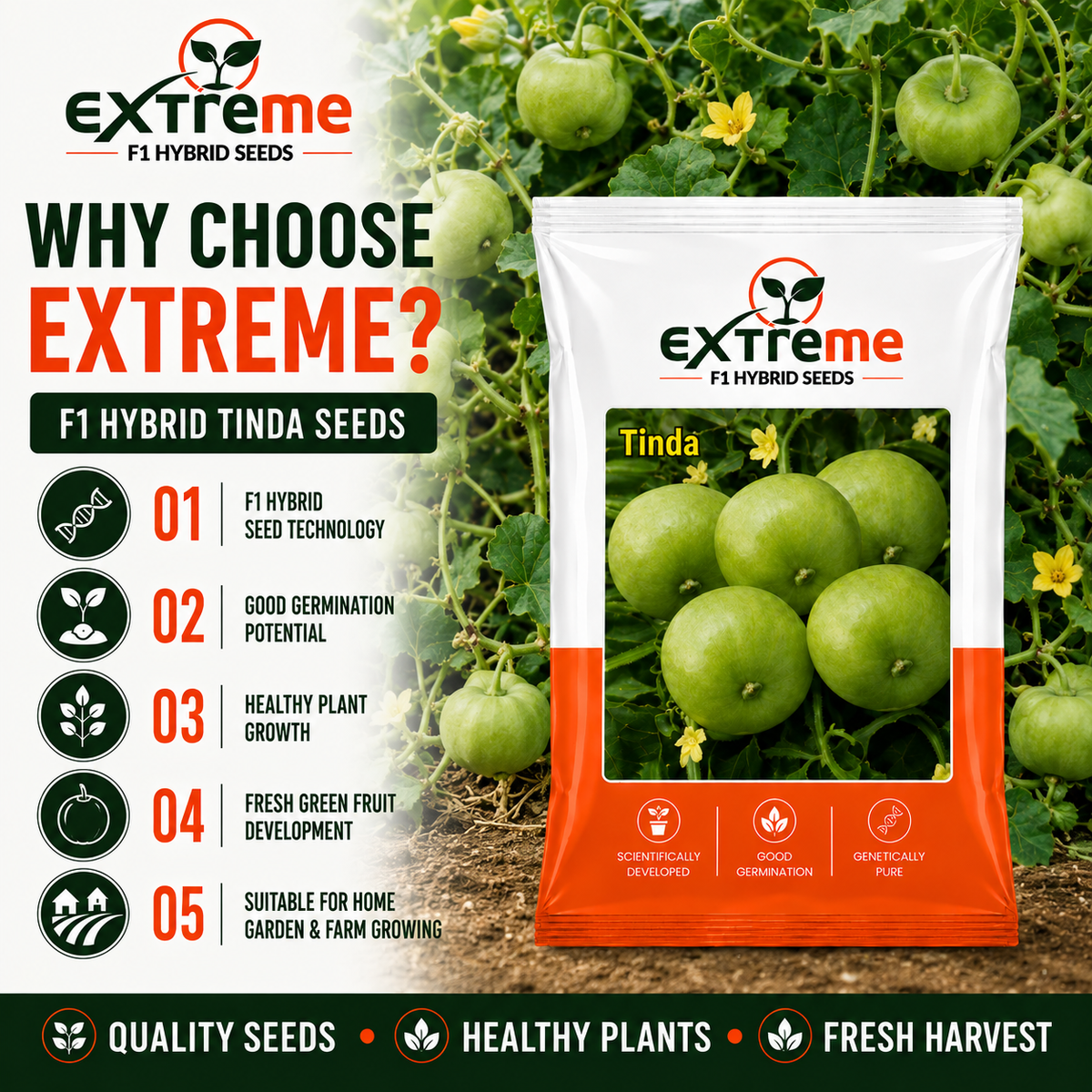EXTREME F1 Hybrid Tinda Seeds for Home Garden, Kitchen Garden, Terrace Garden & Outdoor Growing | Round Green Vegetable Seeds for Fresh Tinda Cultivation | 15 GM Pack